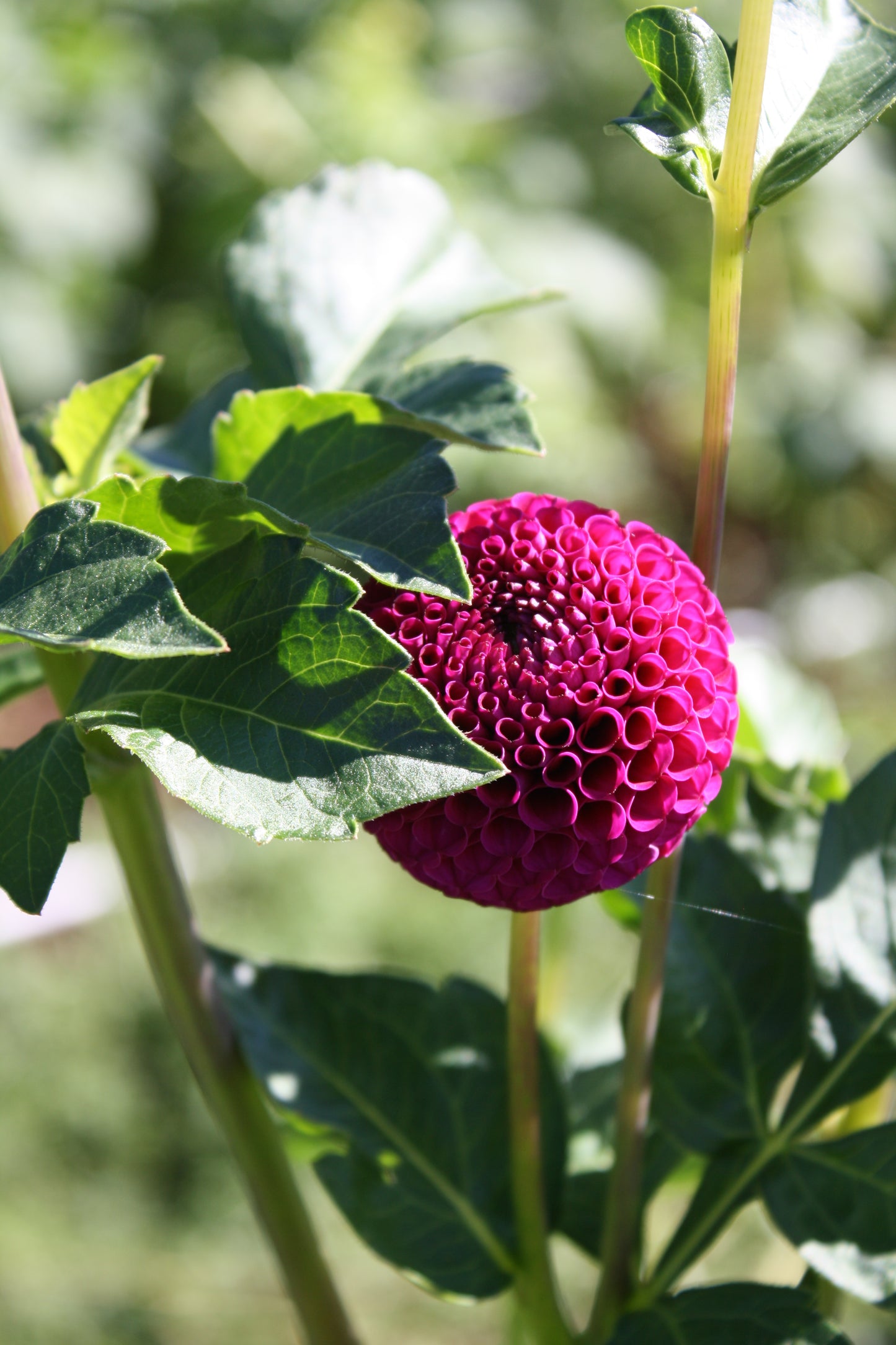 Rocco Dahlia Tuber