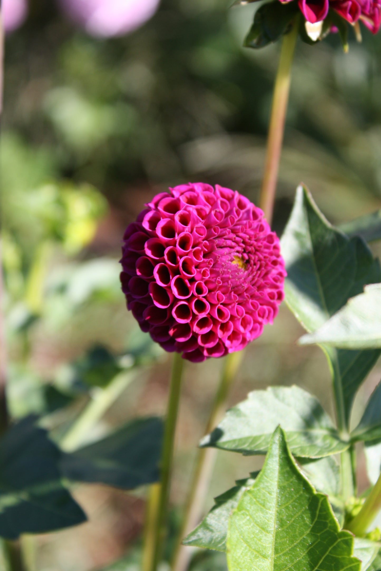 Rocco Dahlia Tuber