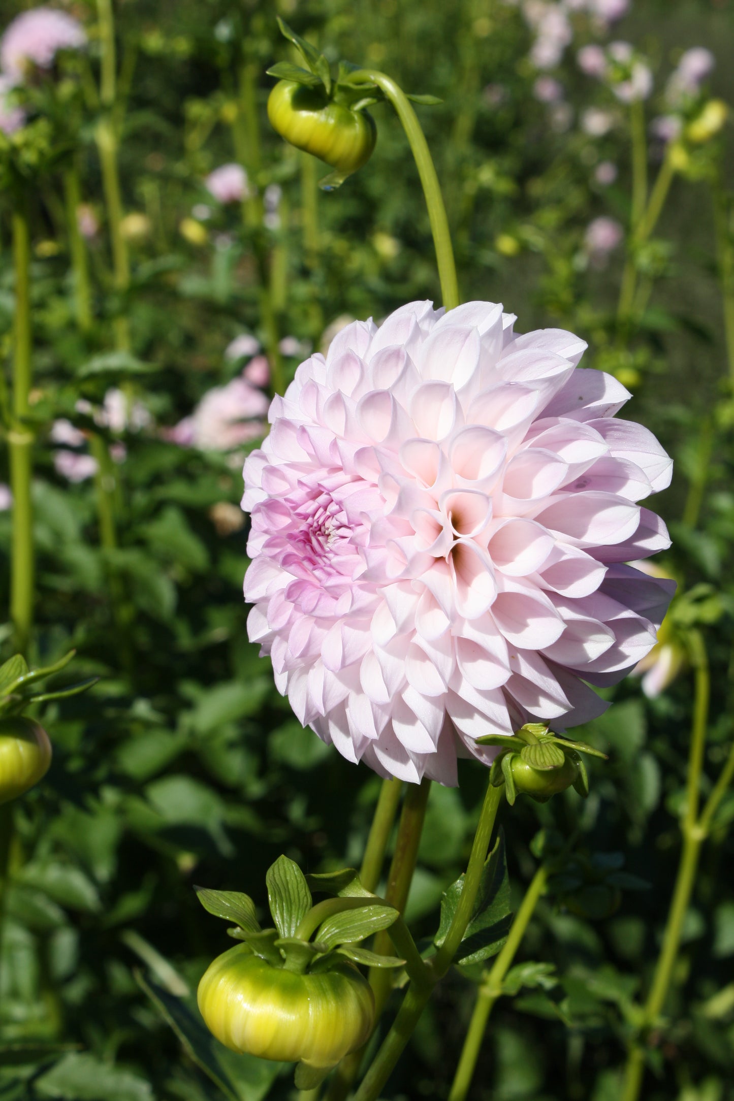 Megan Dean Dahlia Tuber