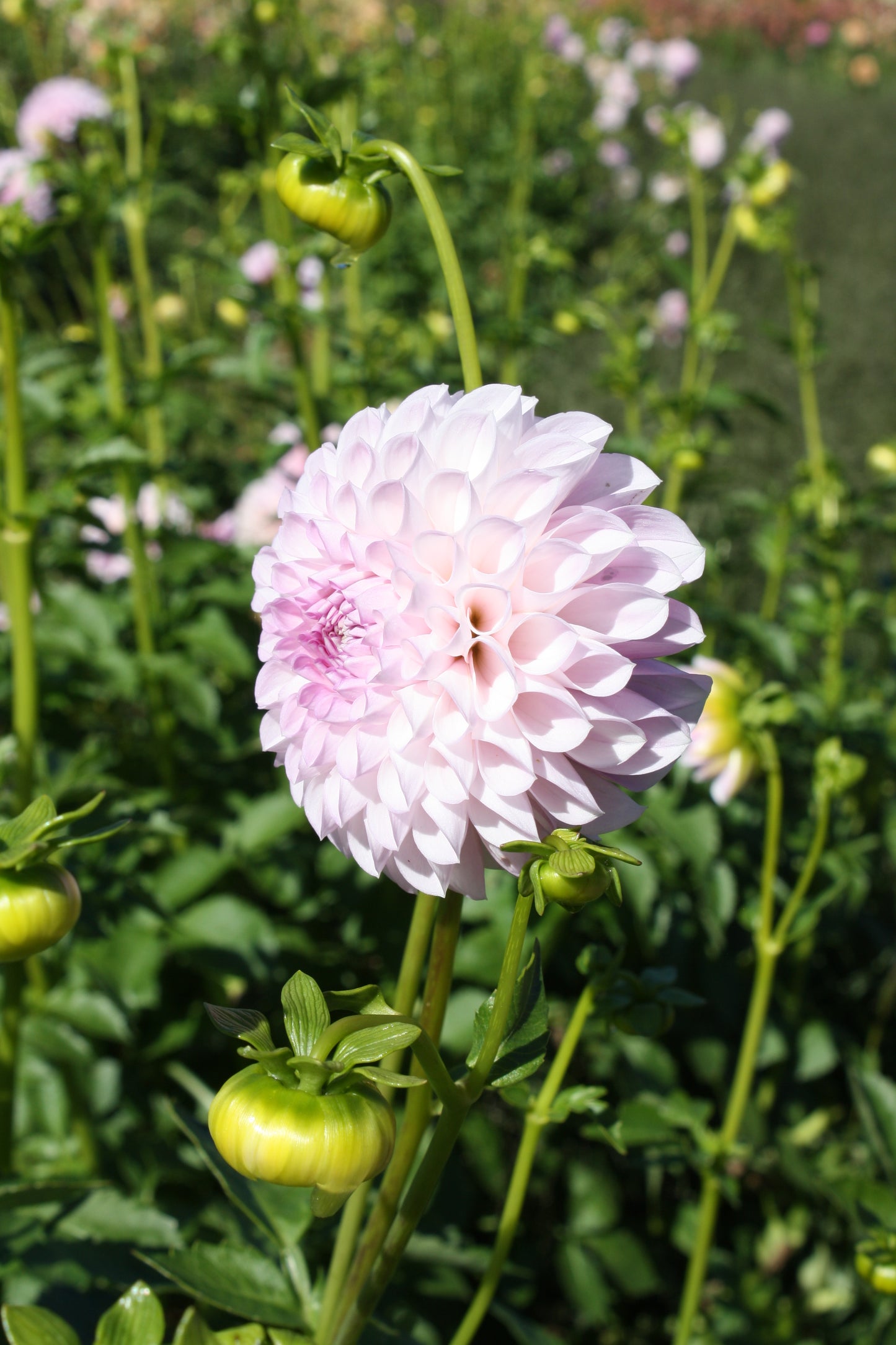 Megan Dean Dahlia Tuber