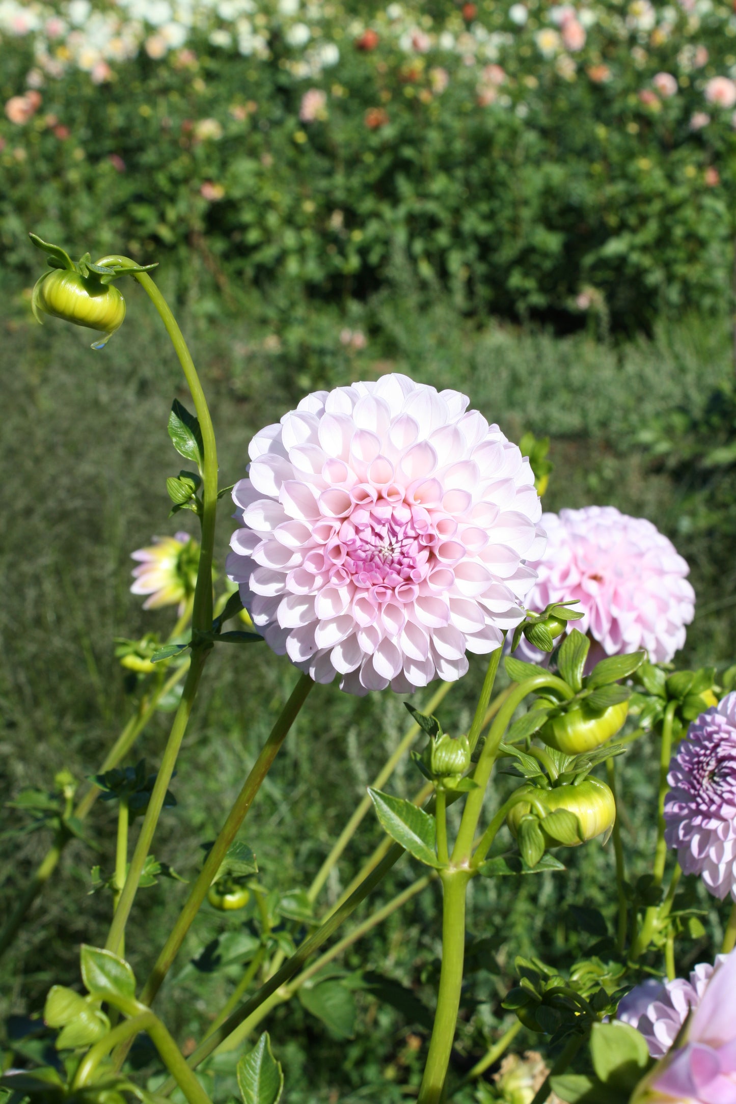 Megan Dean Dahlia Tuber