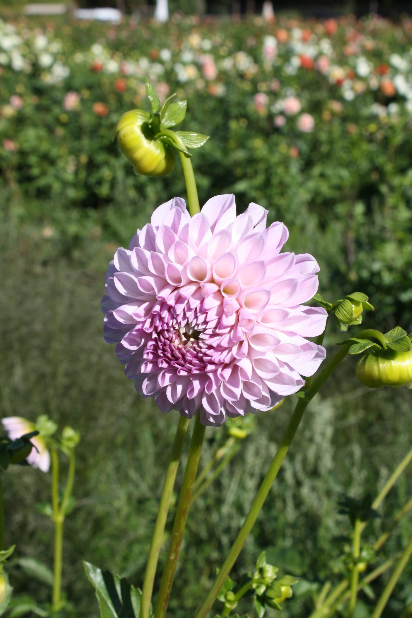 Megan Dean Dahlia Tuber