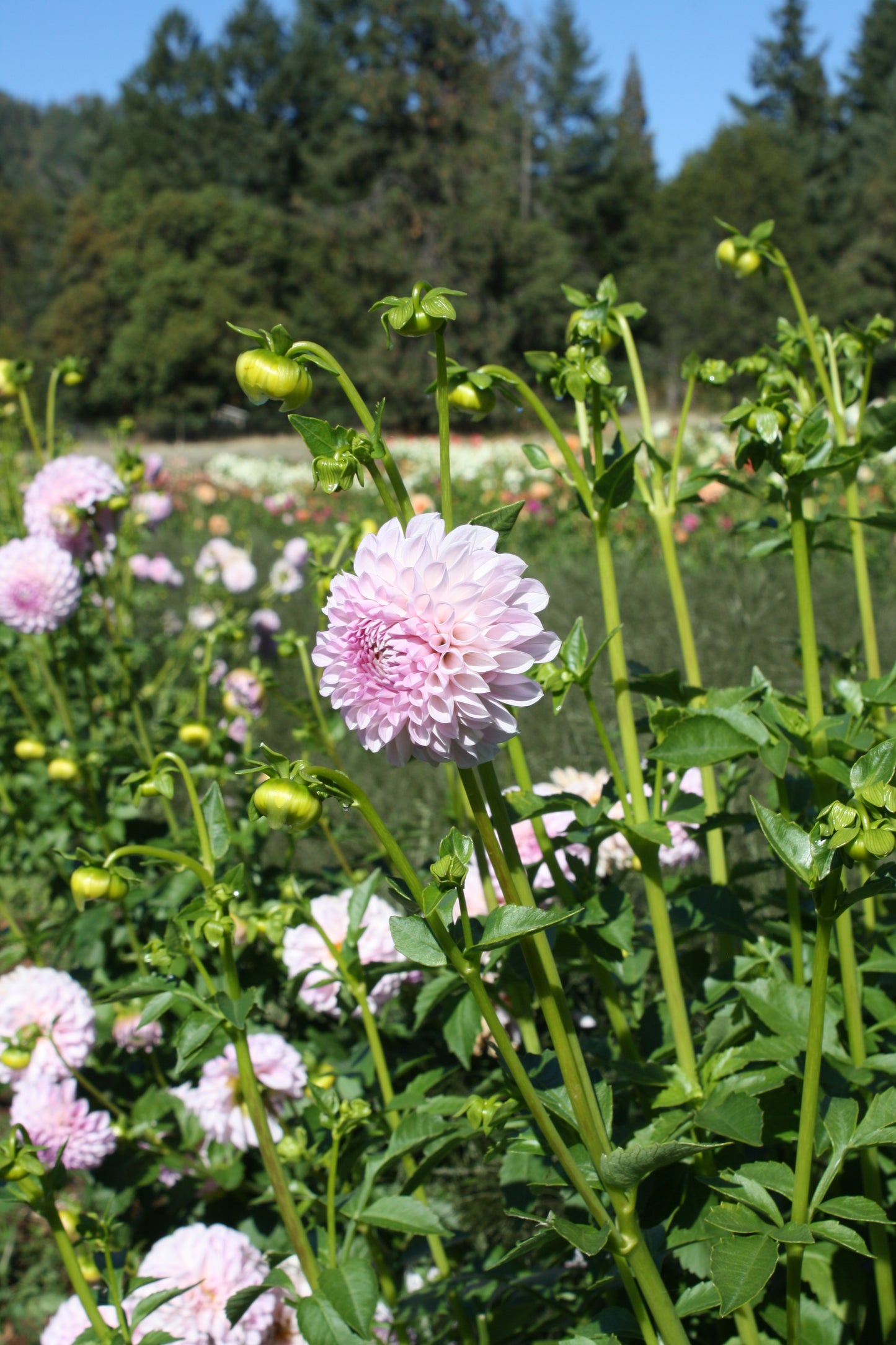 Megan Dean Dahlia Tuber