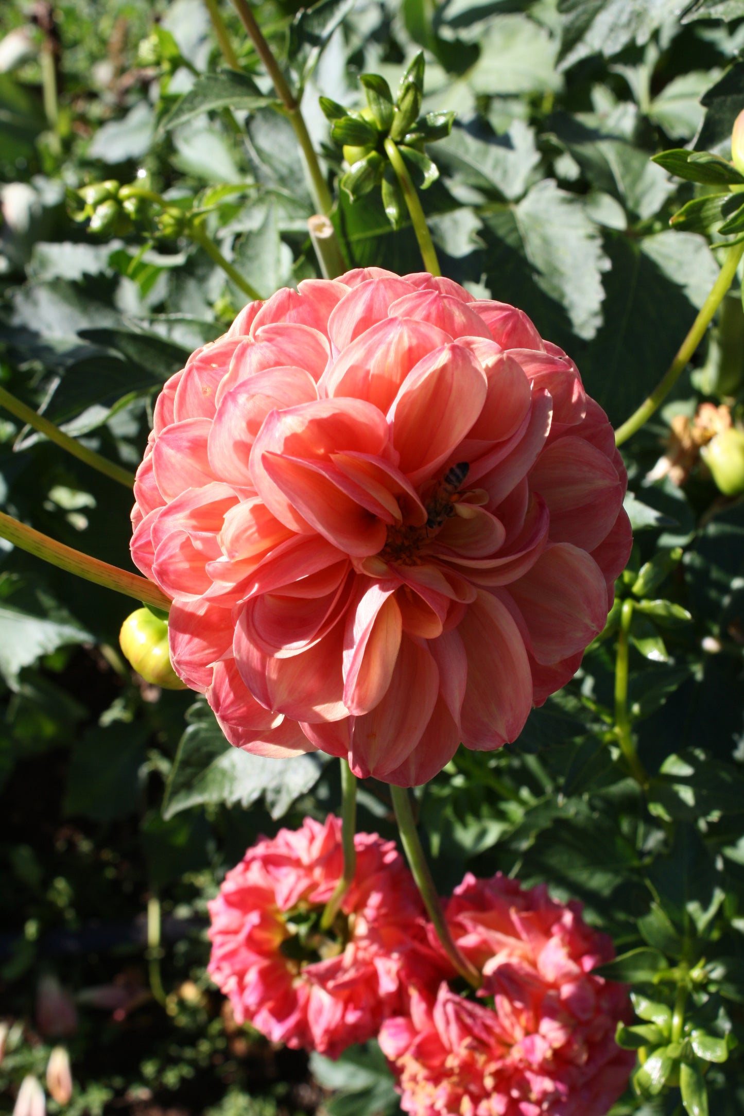 Robin Hood Dahlia Tuber