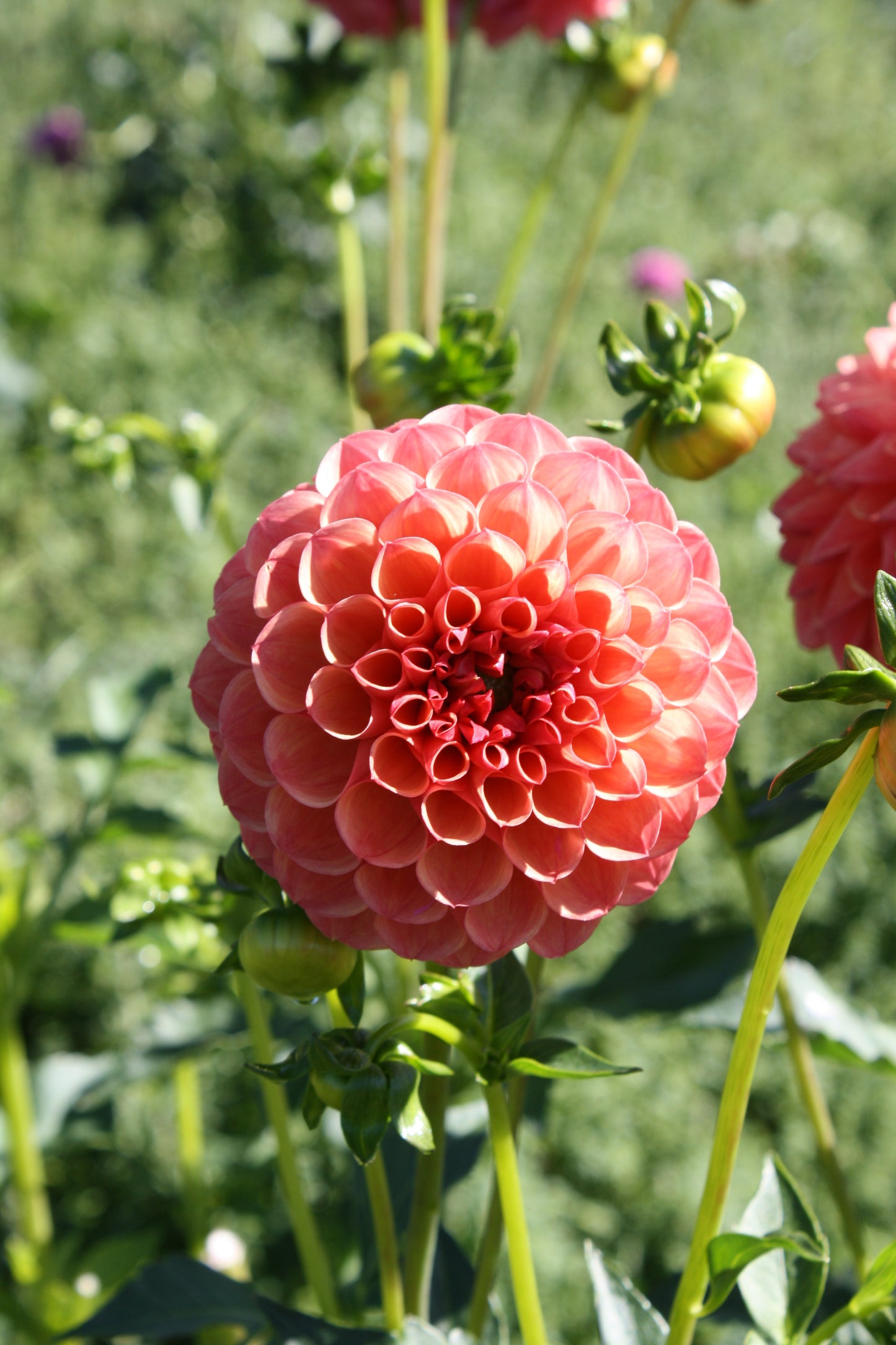 Robin Hood Dahlia Tuber