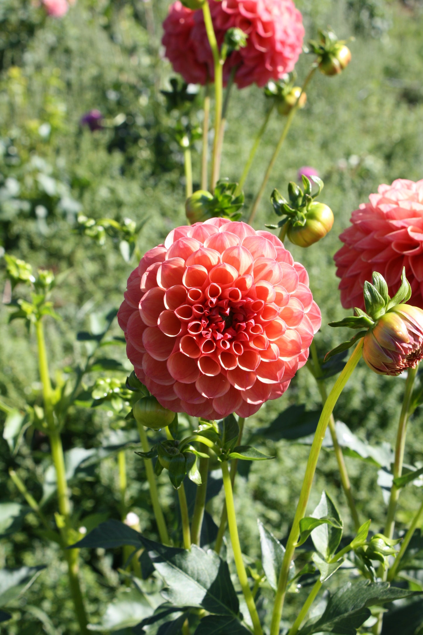 Robin Hood Dahlia Tuber
