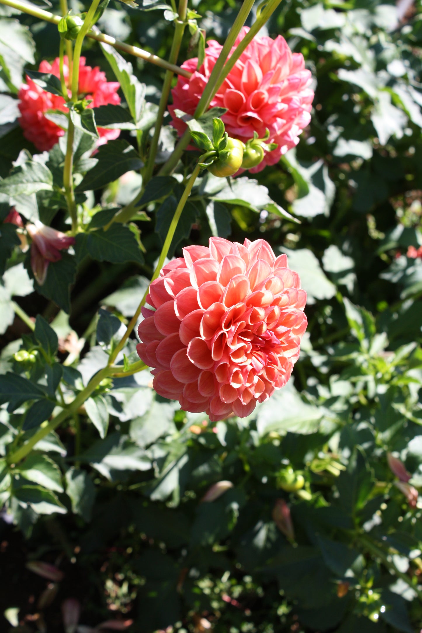 Robin Hood Dahlia Tuber