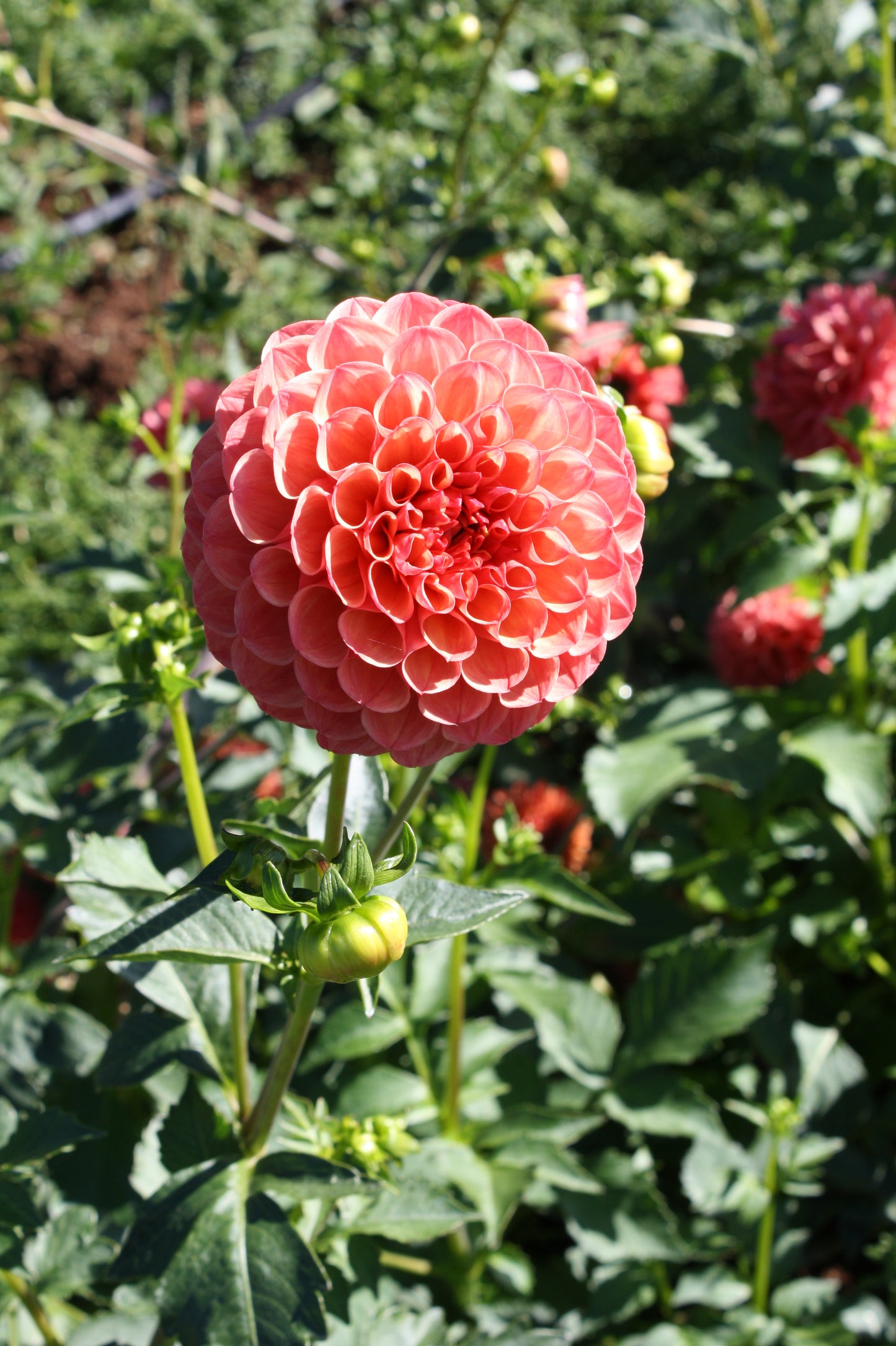Robin Hood Dahlia Tuber