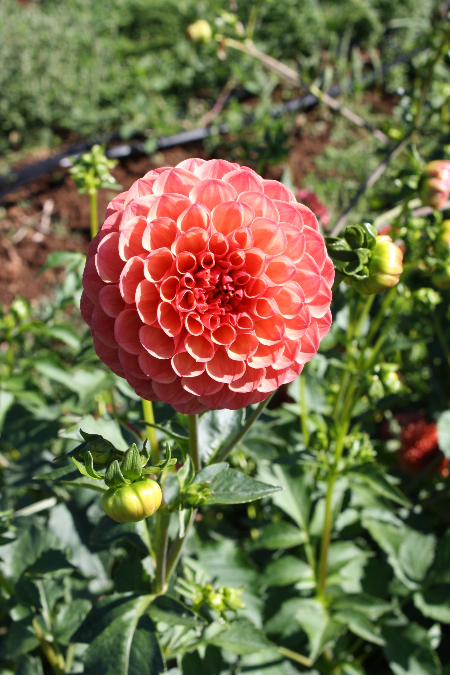 Robin Hood Dahlia Tuber