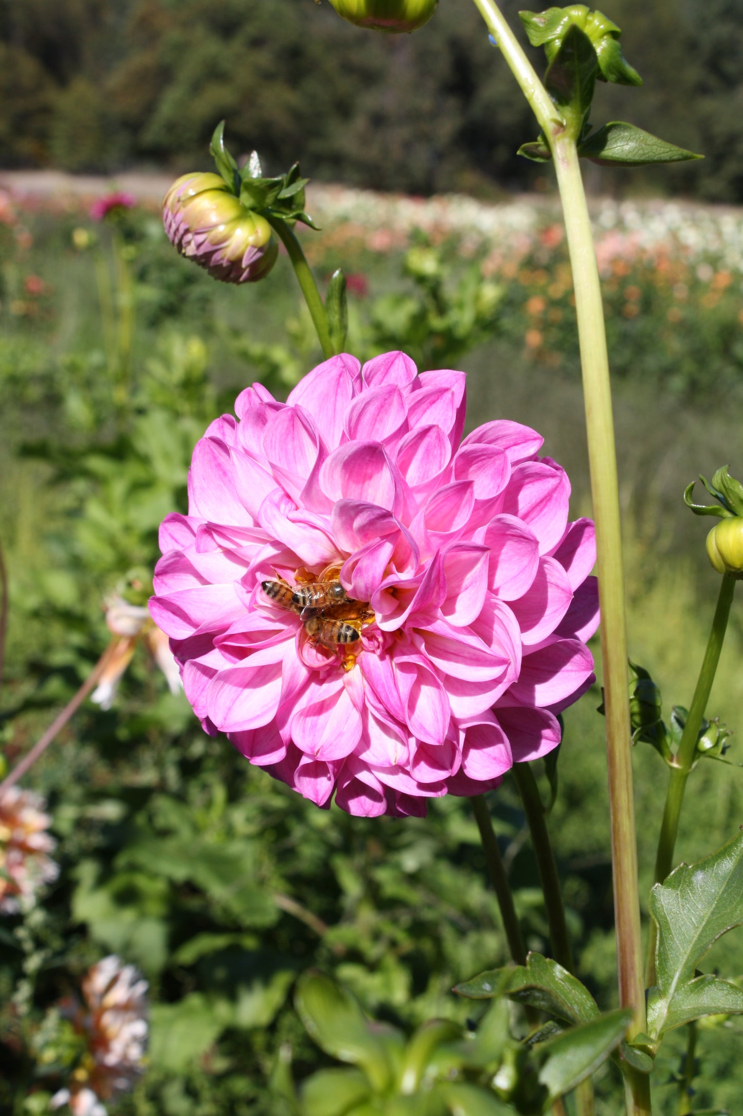 Pink Robin Hood Dahlia Tuber