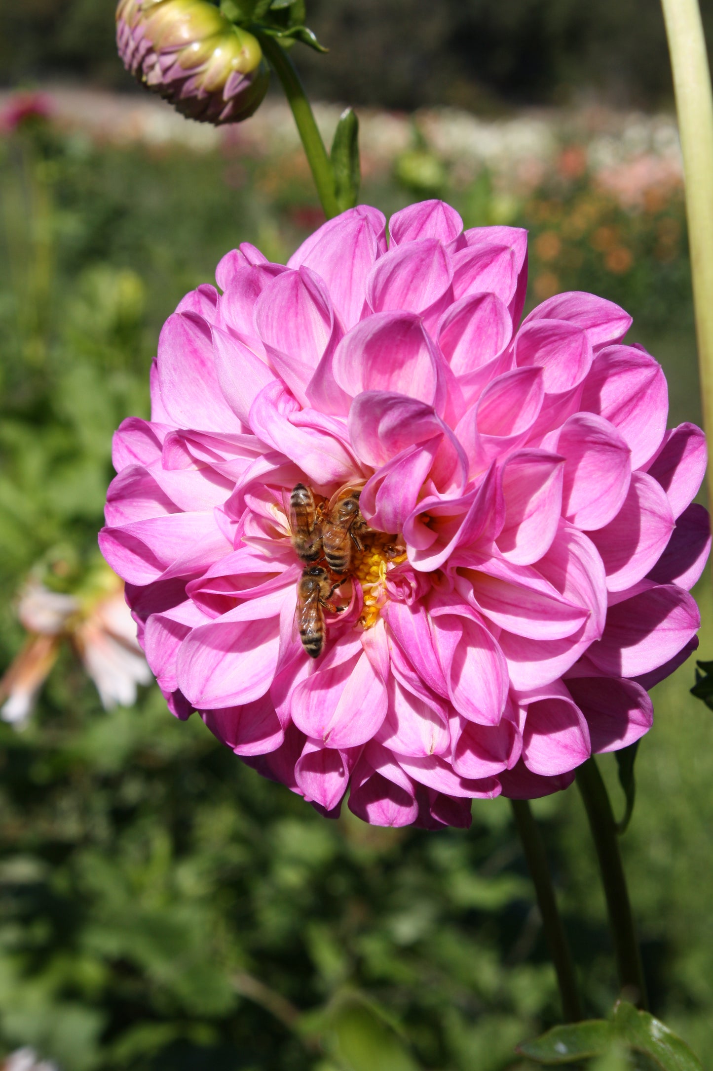 Pink Robin Hood Dahlia Tuber