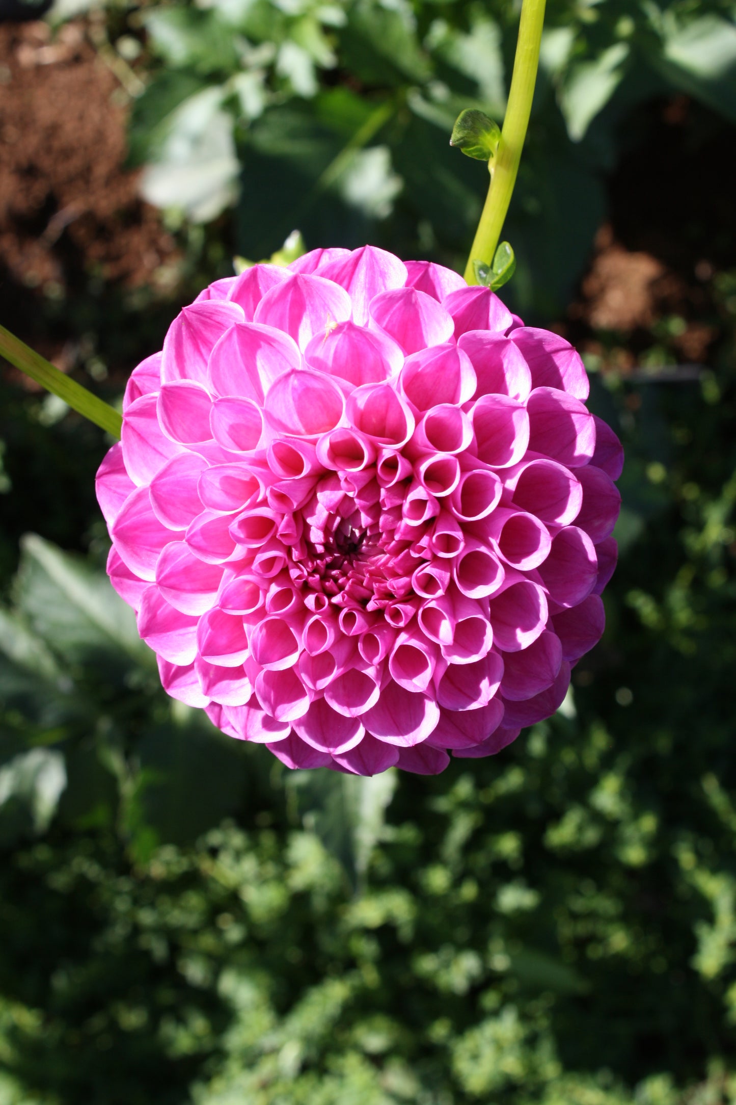 Pink Robin Hood Dahlia Tuber