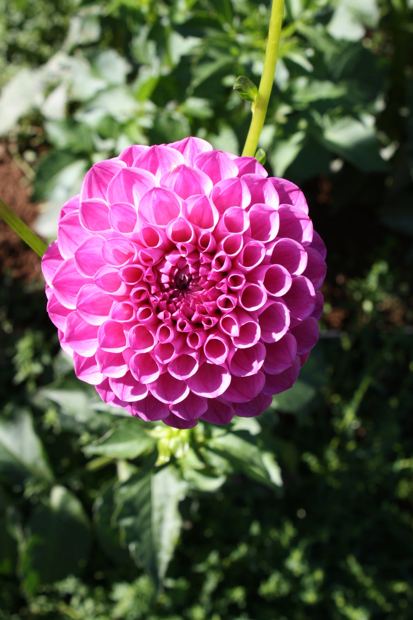 Pink Robin Hood Dahlia Tuber