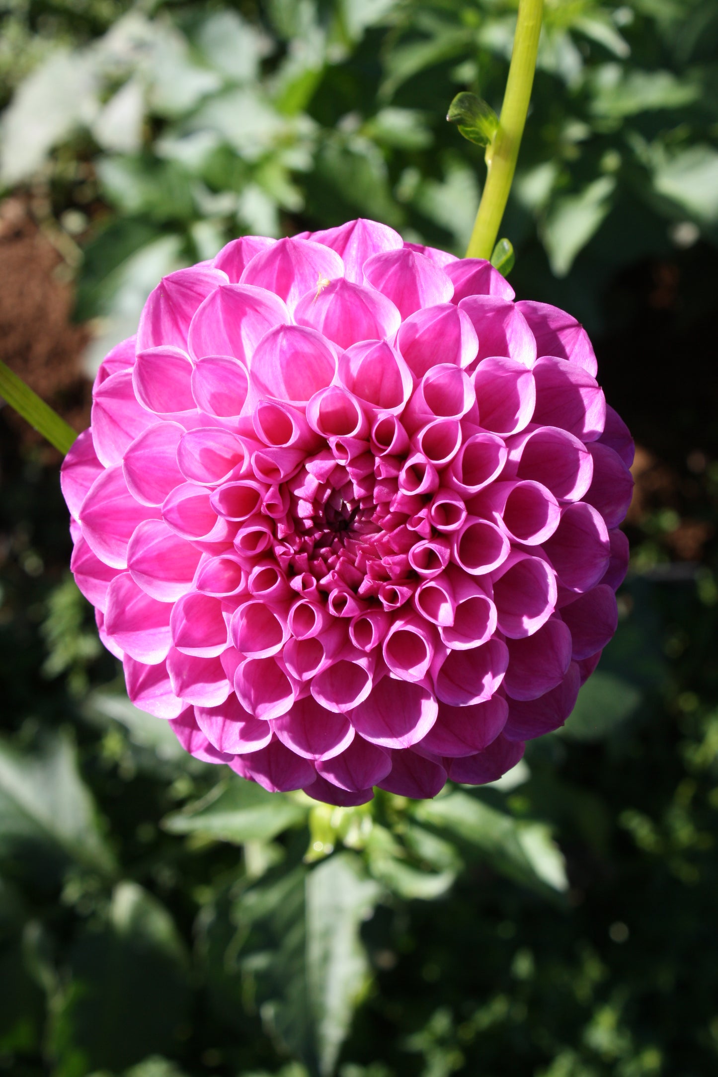 Pink Robin Hood Dahlia Tuber