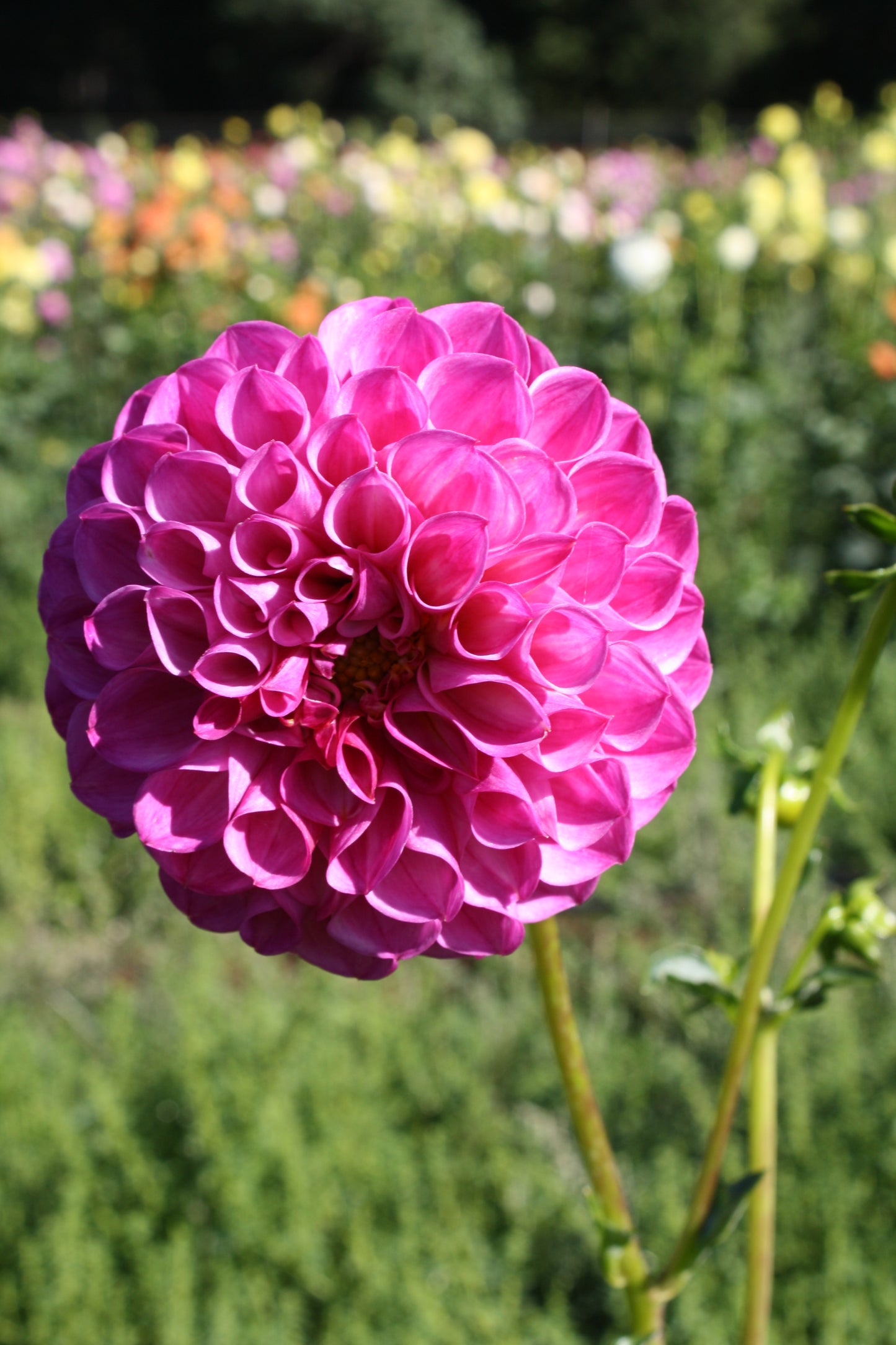 Pink Robin Hood Dahlia Tuber