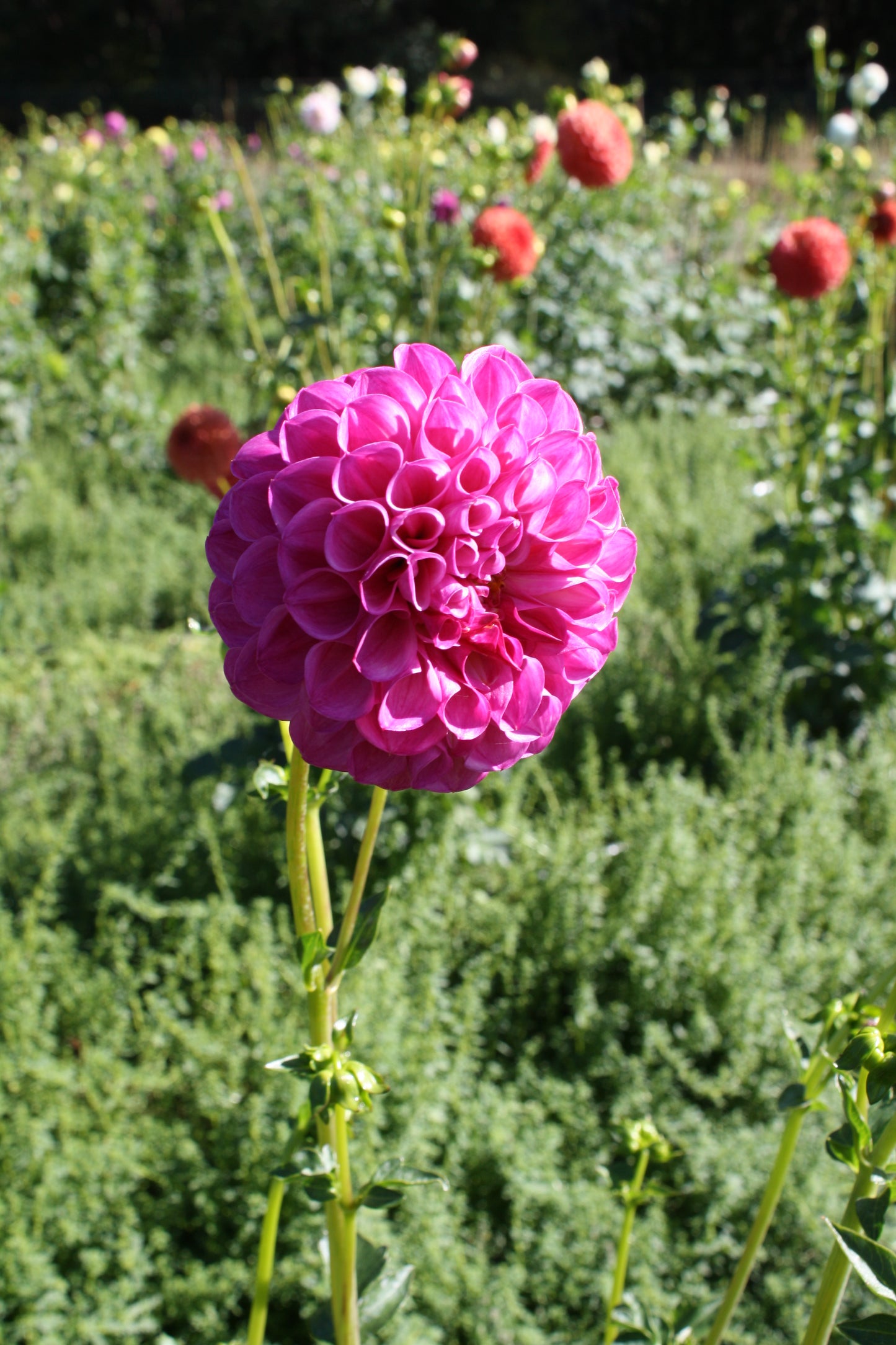 Pink Robin Hood Dahlia Tuber