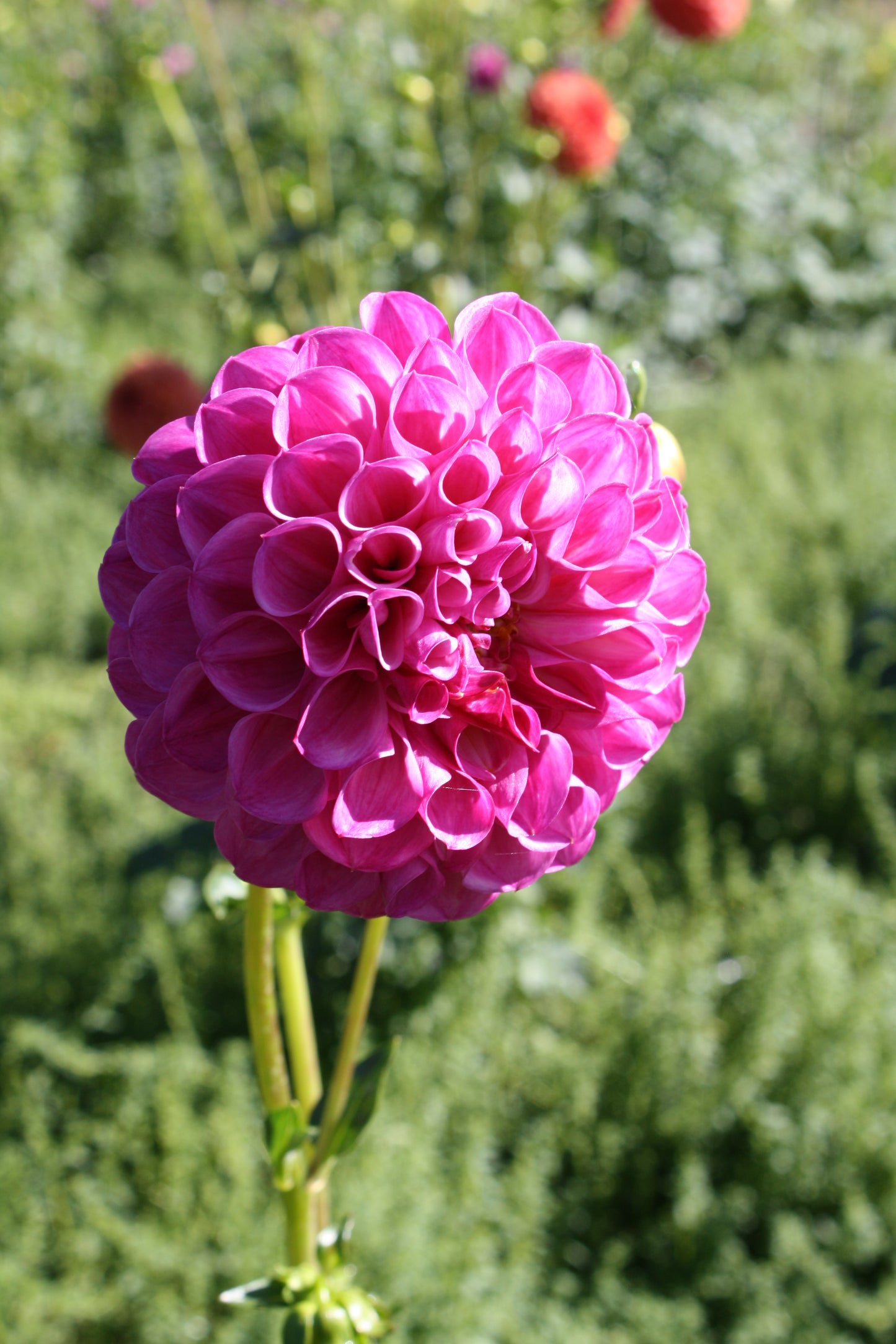 Pink Robin Hood Dahlia Tuber