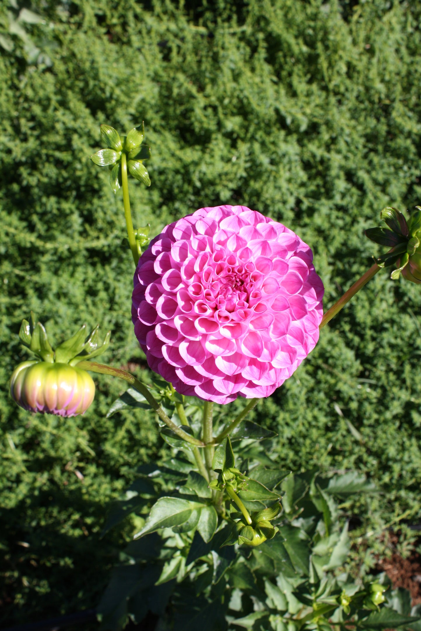 Pink Robin Hood Dahlia Tuber