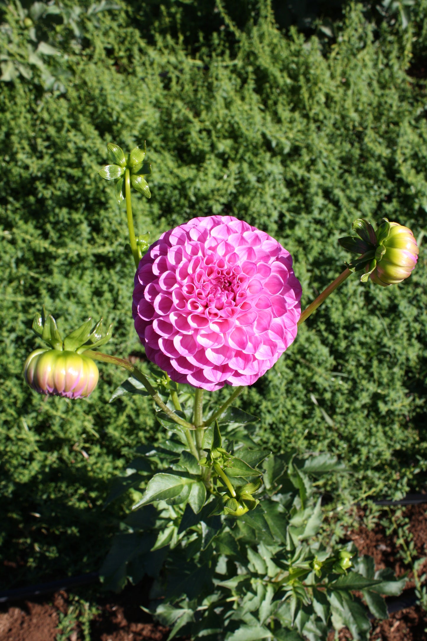 Pink Robin Hood Dahlia Tuber