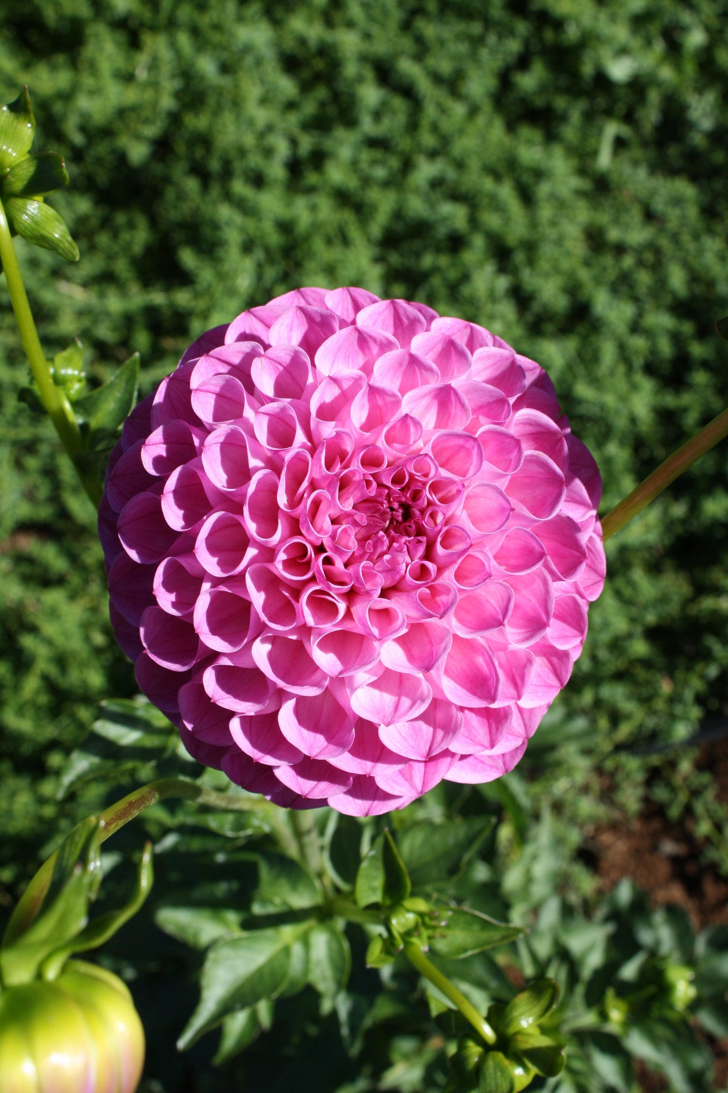 Pink Robin Hood Dahlia Tuber