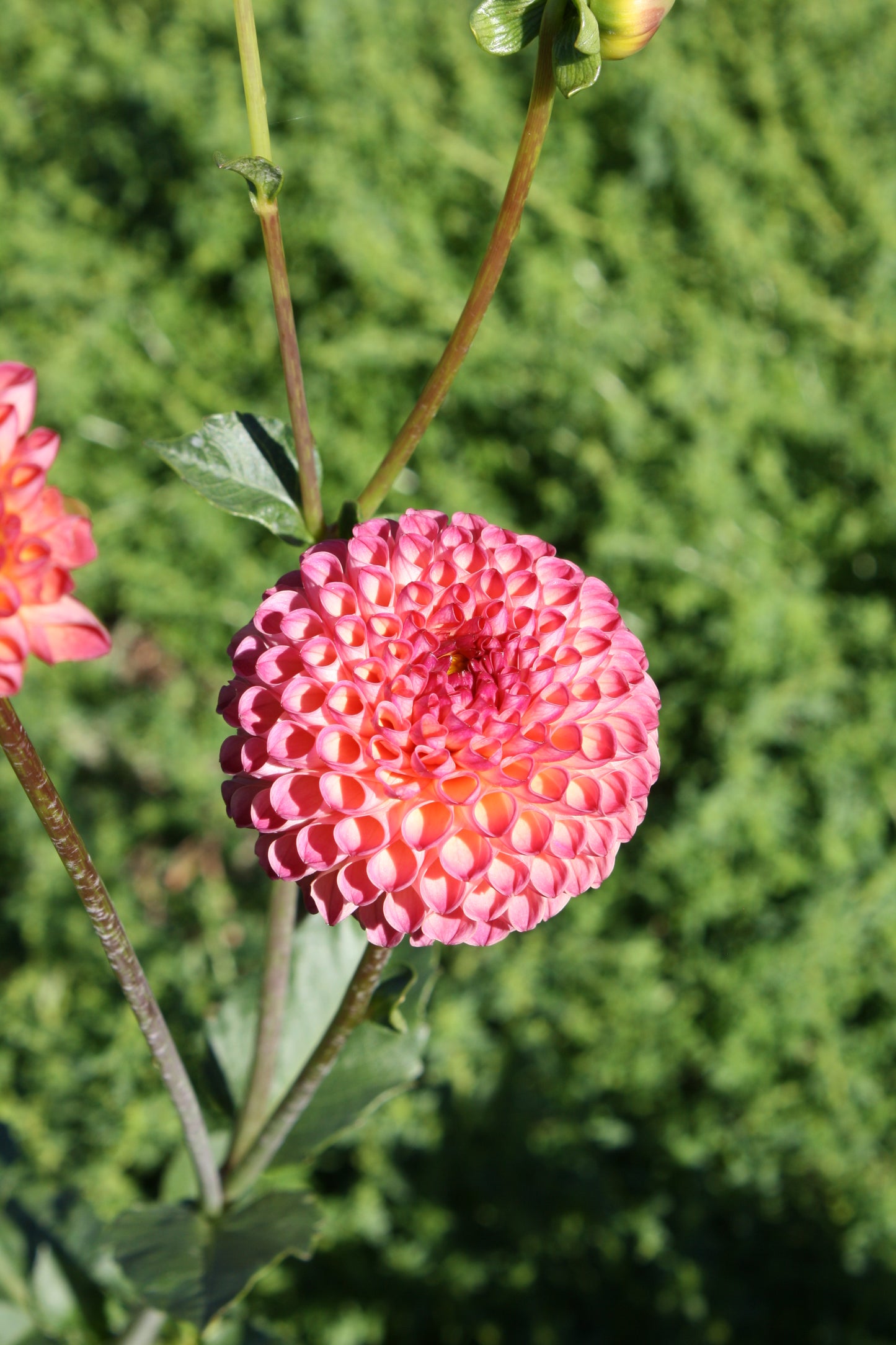 Burlesca Dahlia Tuber