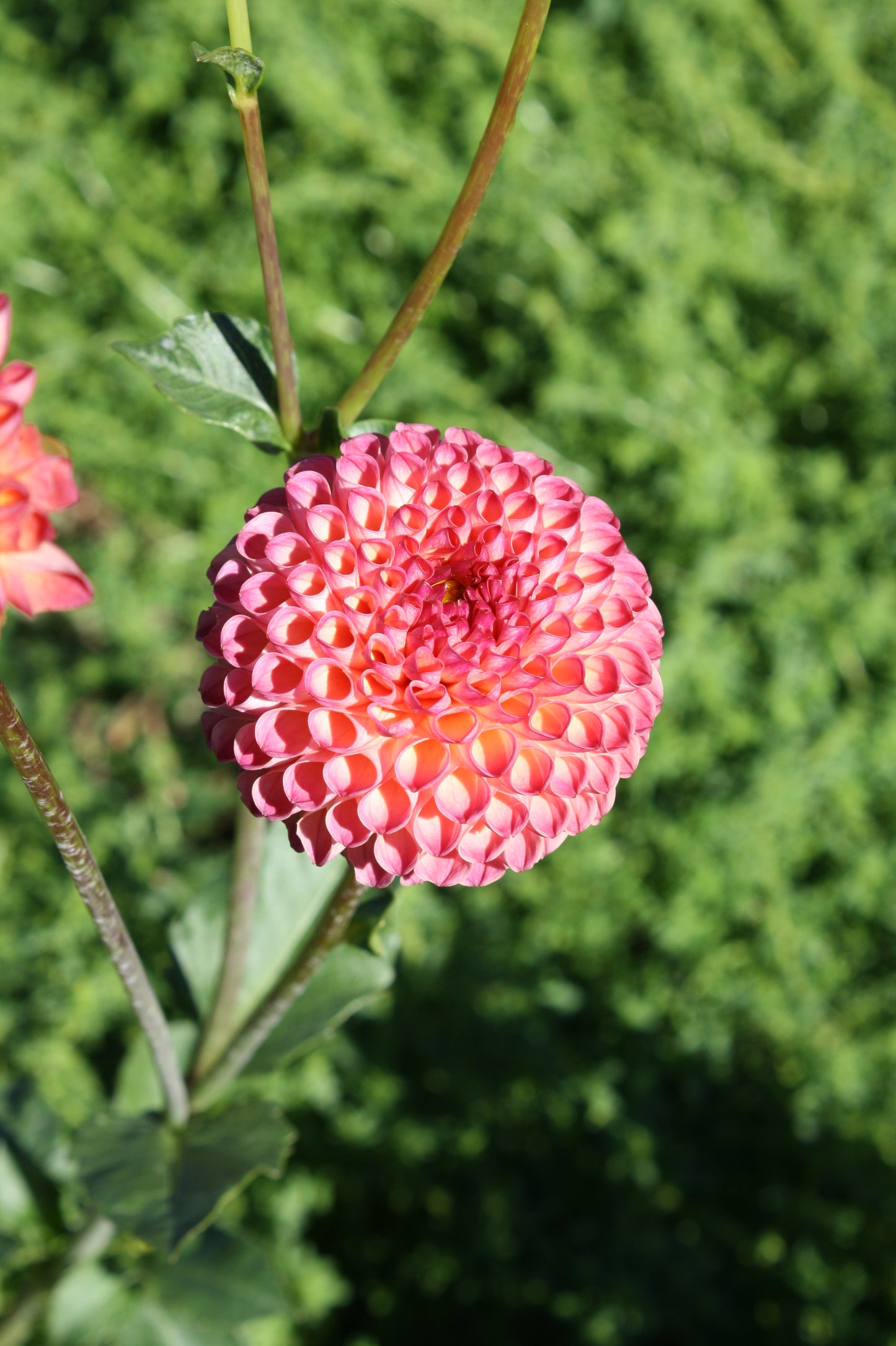 Burlesca Dahlia Tuber