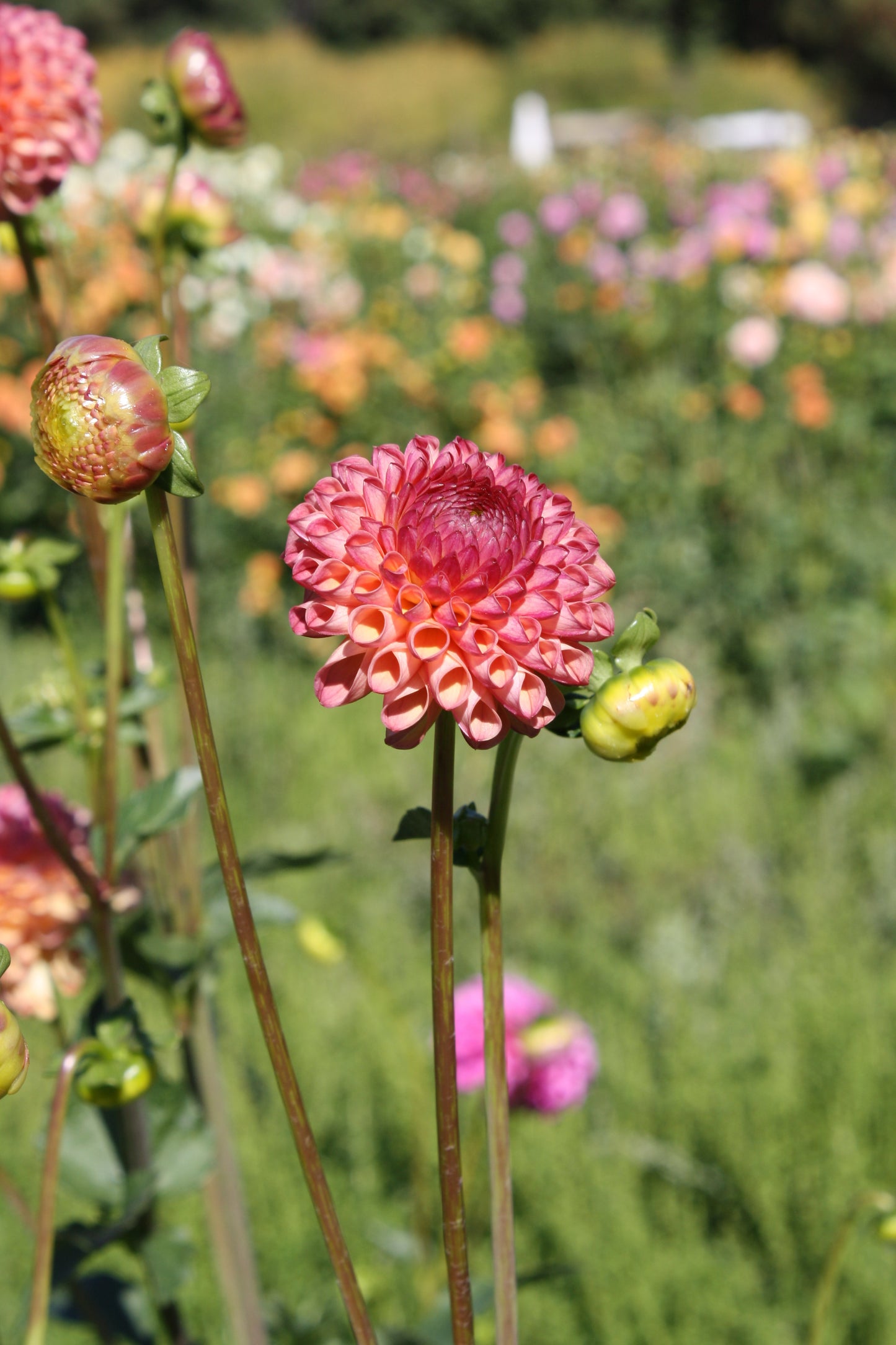 Burlesca Dahlia Tuber