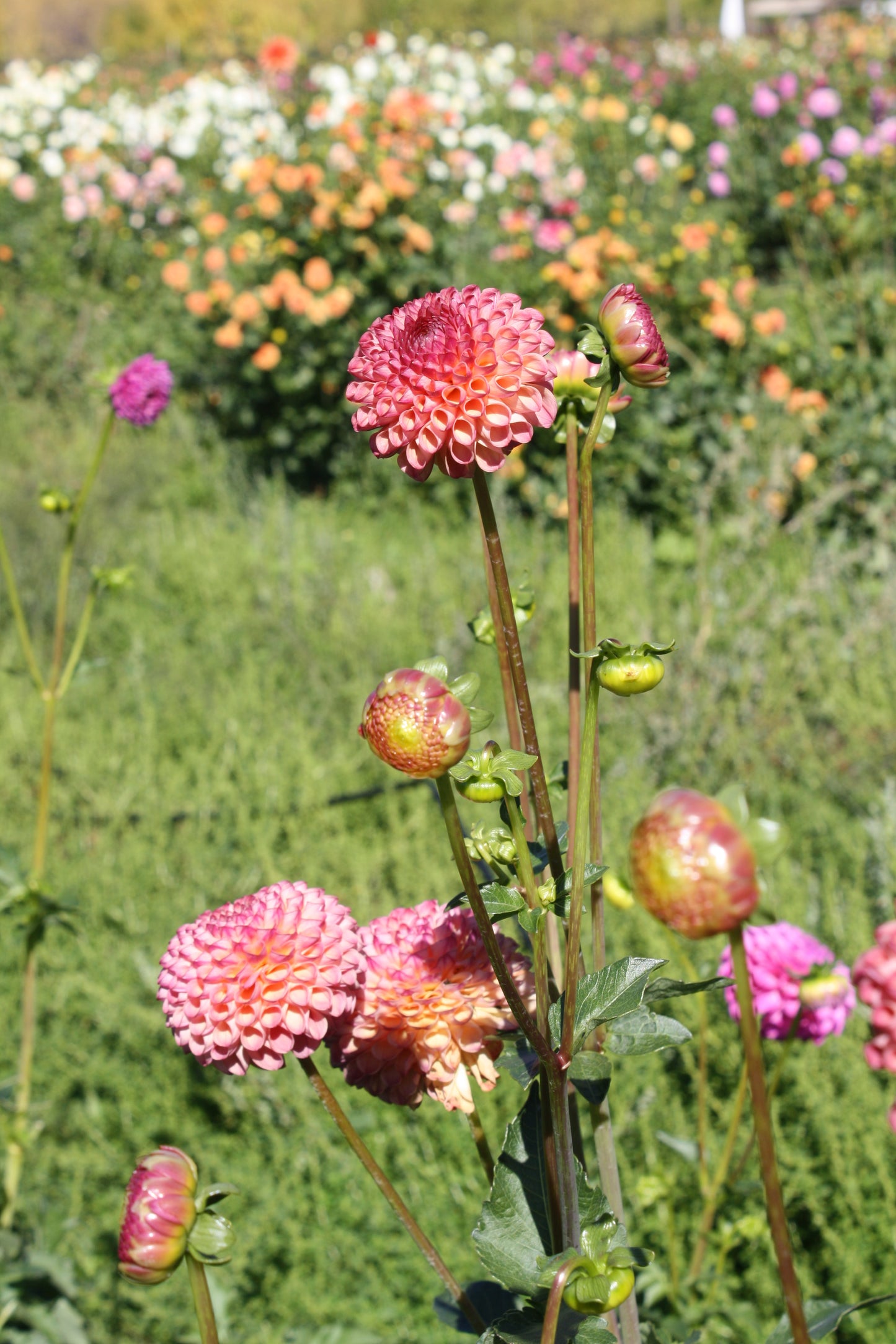 Burlesca Dahlia Tuber