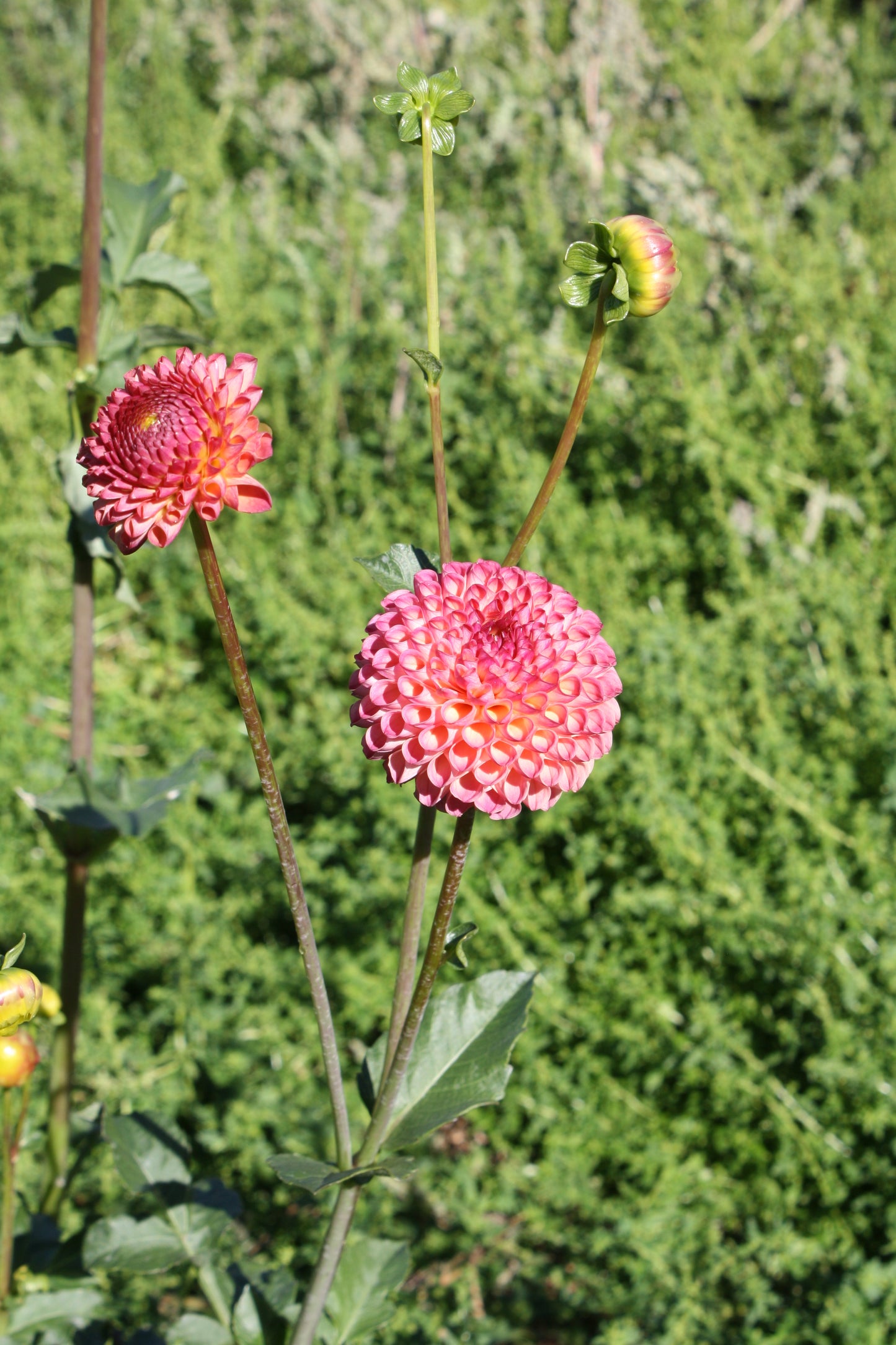 Burlesca Dahlia Tuber