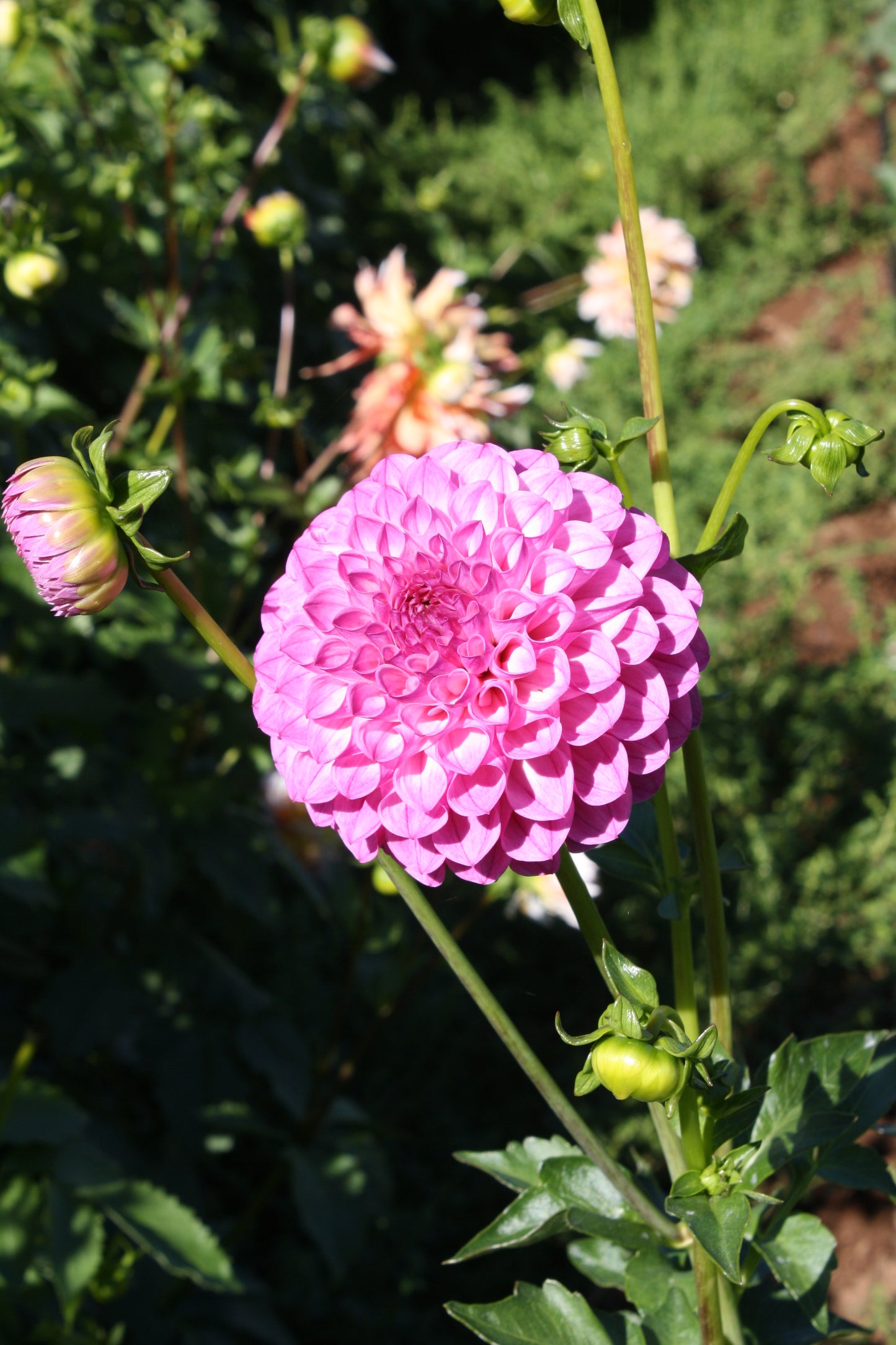 Pink Robin Hood Dahlia Tuber