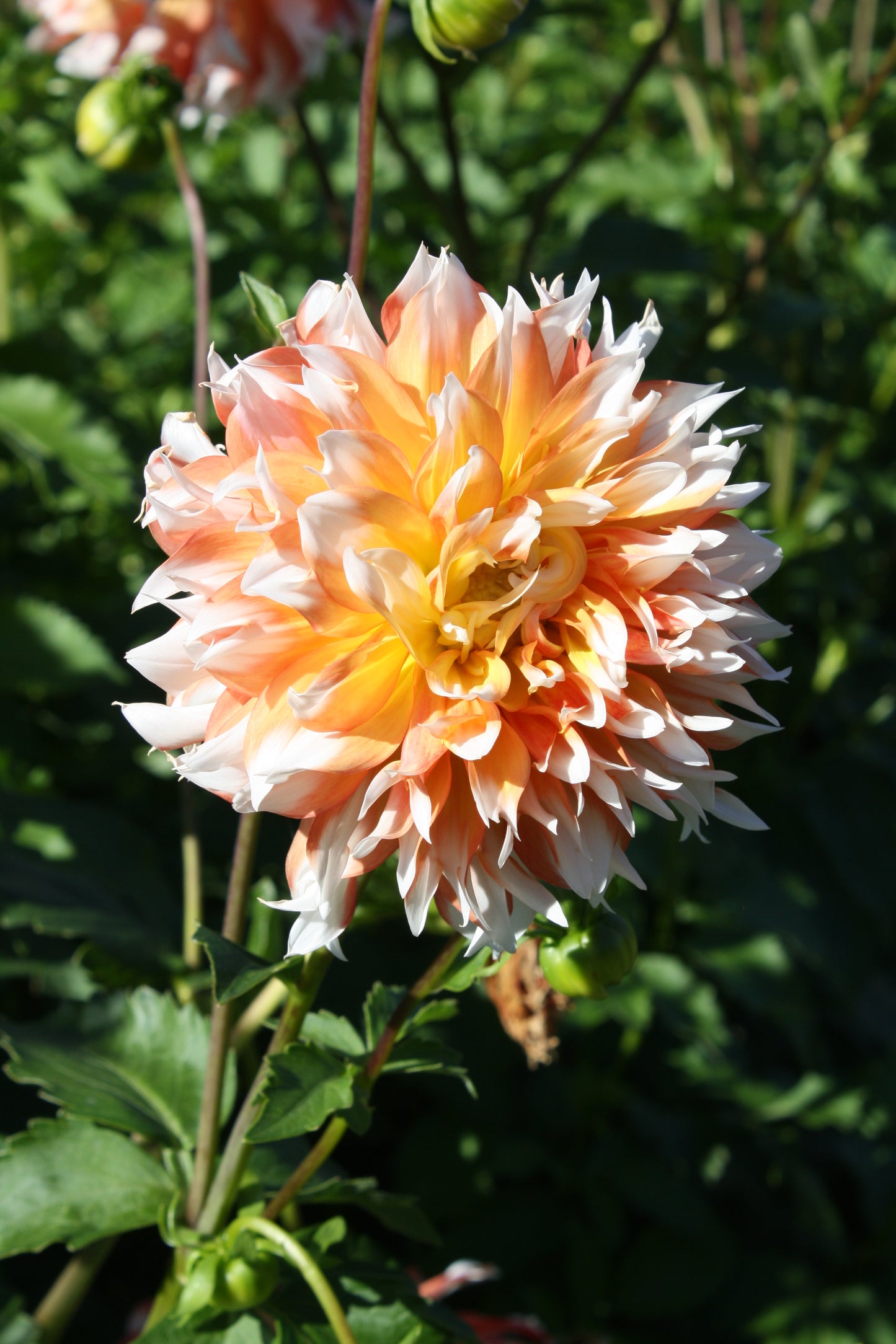 Bloomquist Amazing Dahlia Tuber