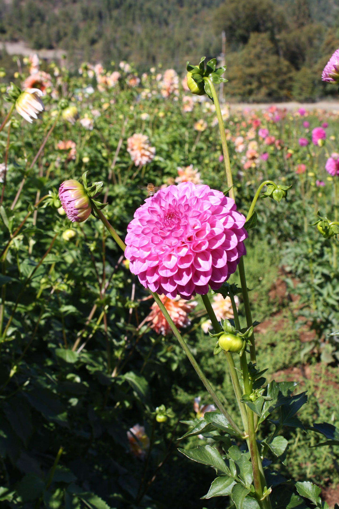 Pink Robin Hood Dahlia Tuber