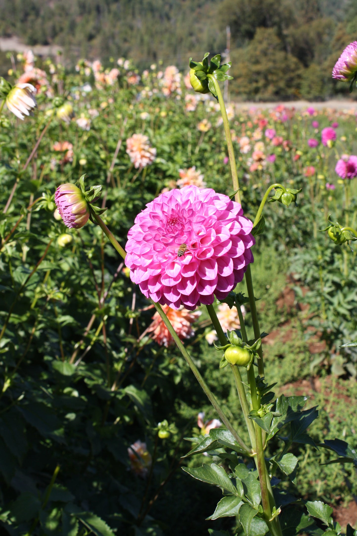 Pink Robin Hood Dahlia Tuber