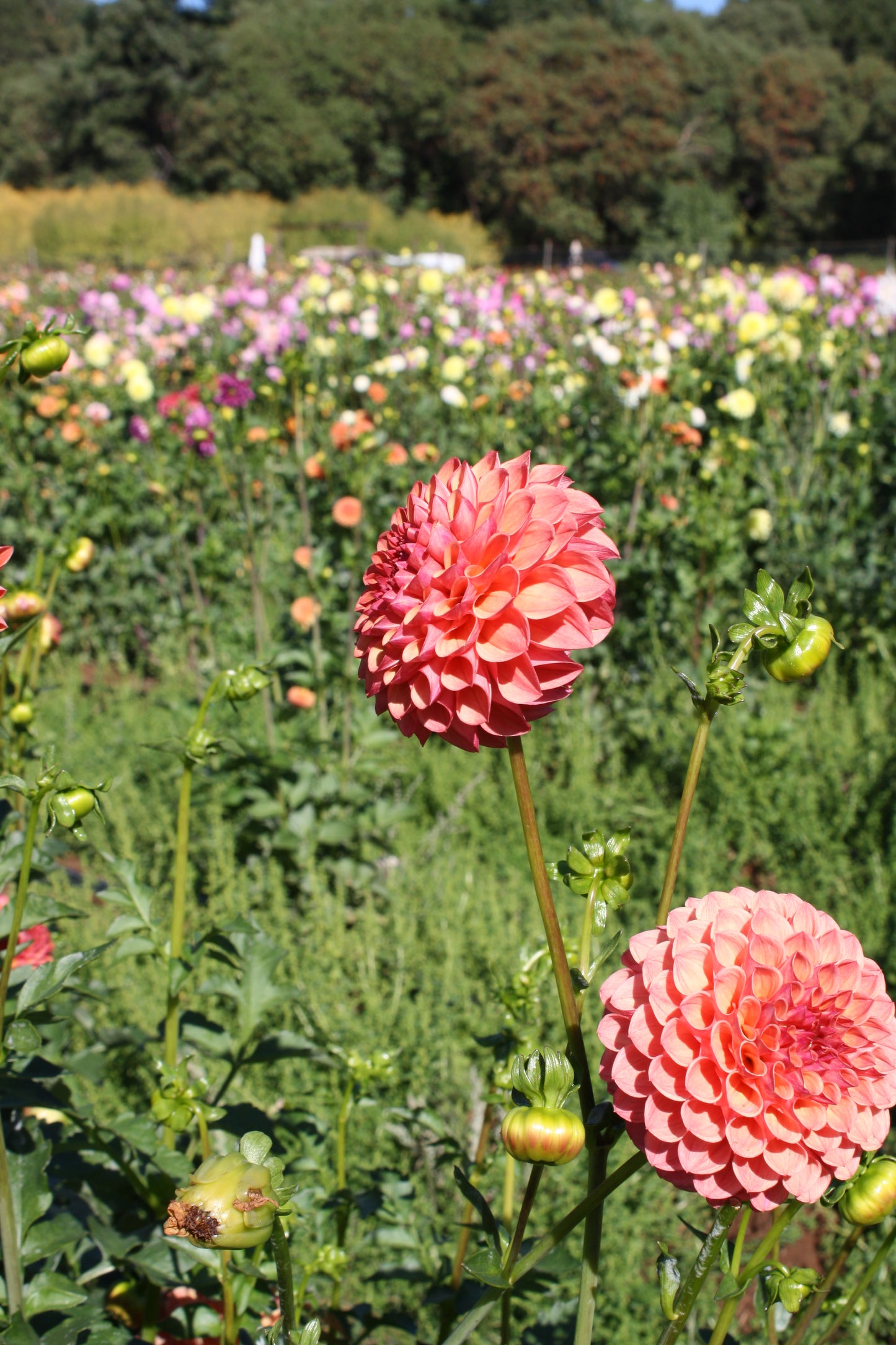 Robin Hood Dahlia Tuber