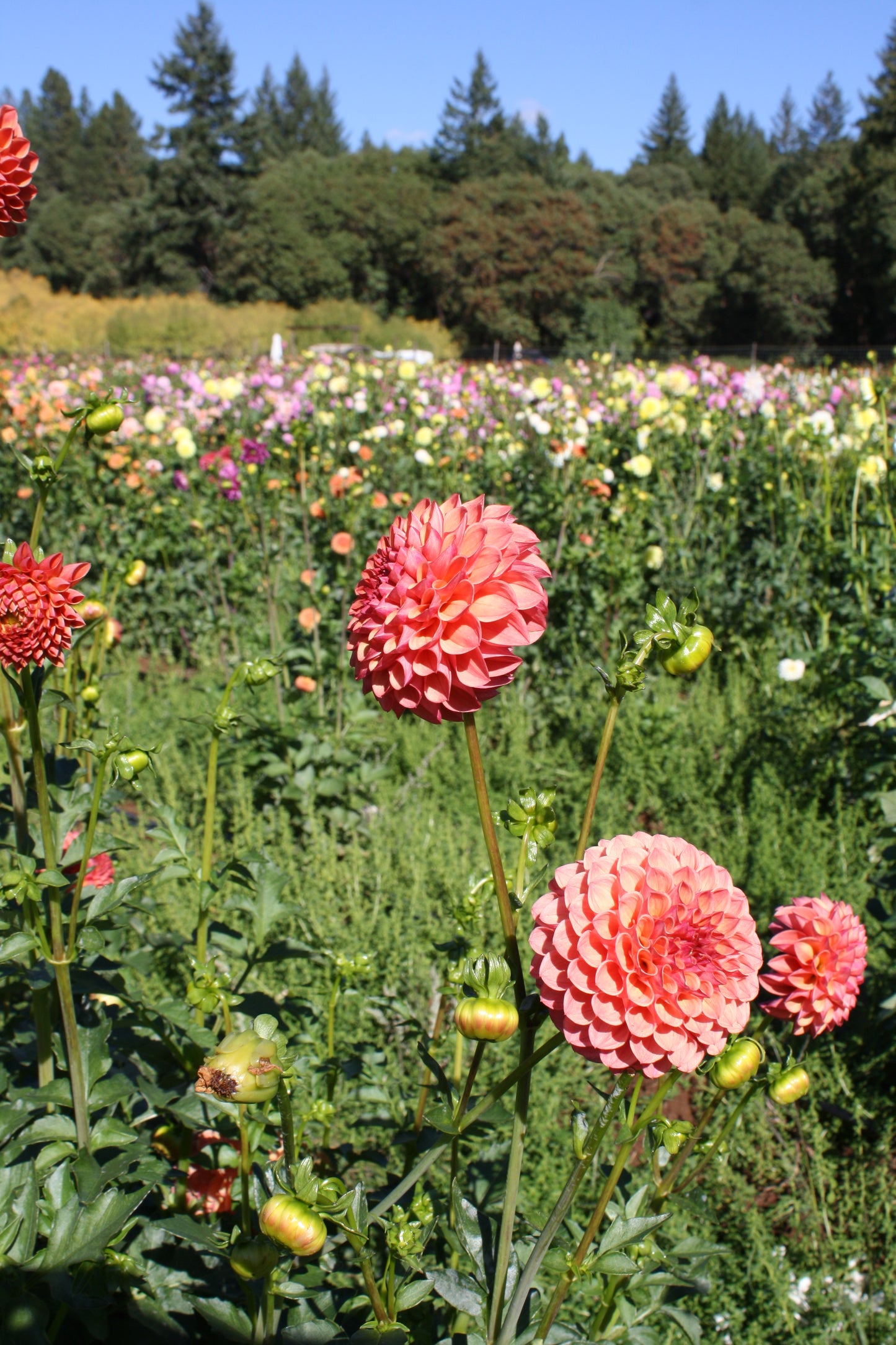 Robin Hood Dahlia Tuber