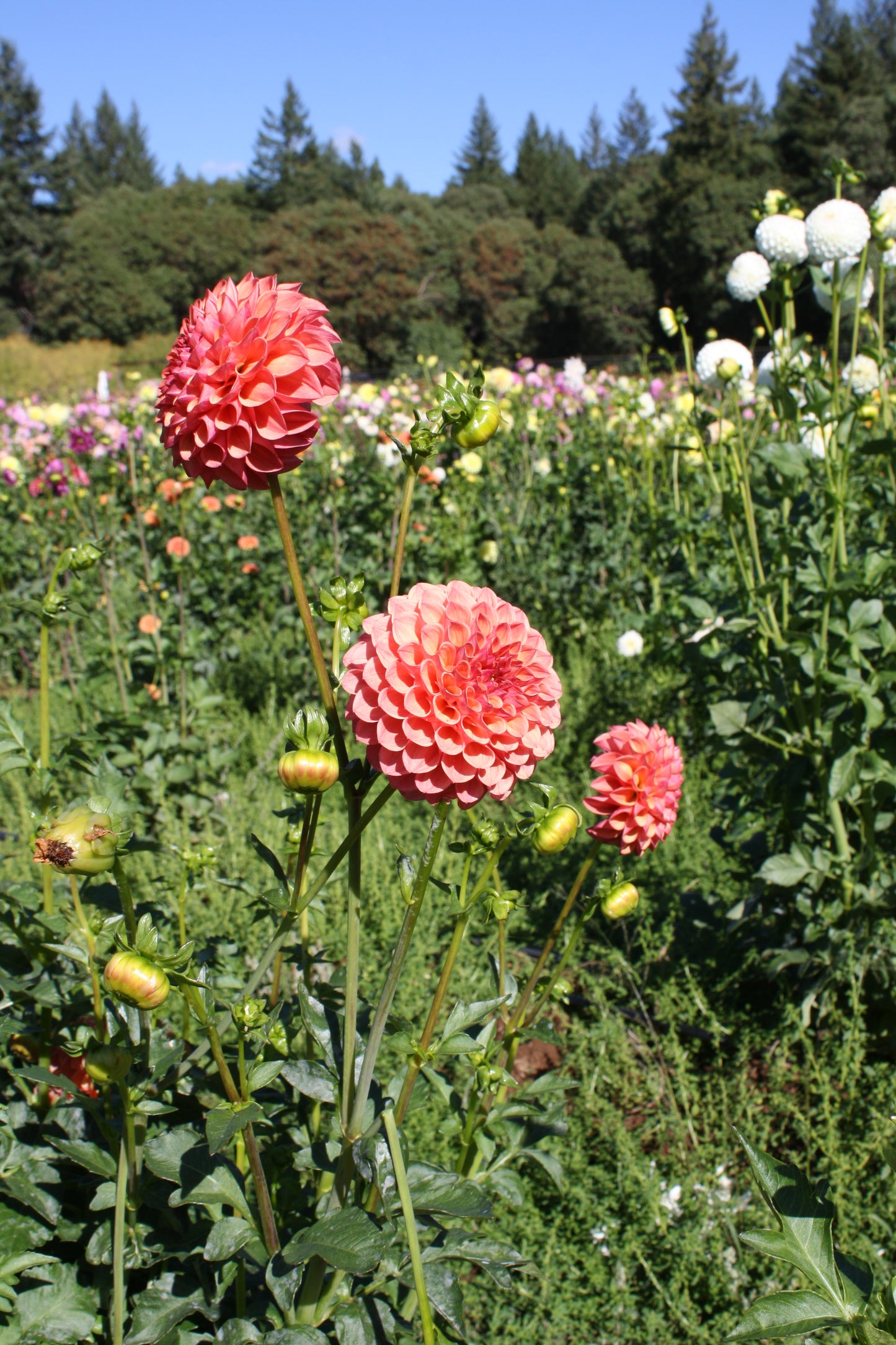 Robin Hood Dahlia Tuber