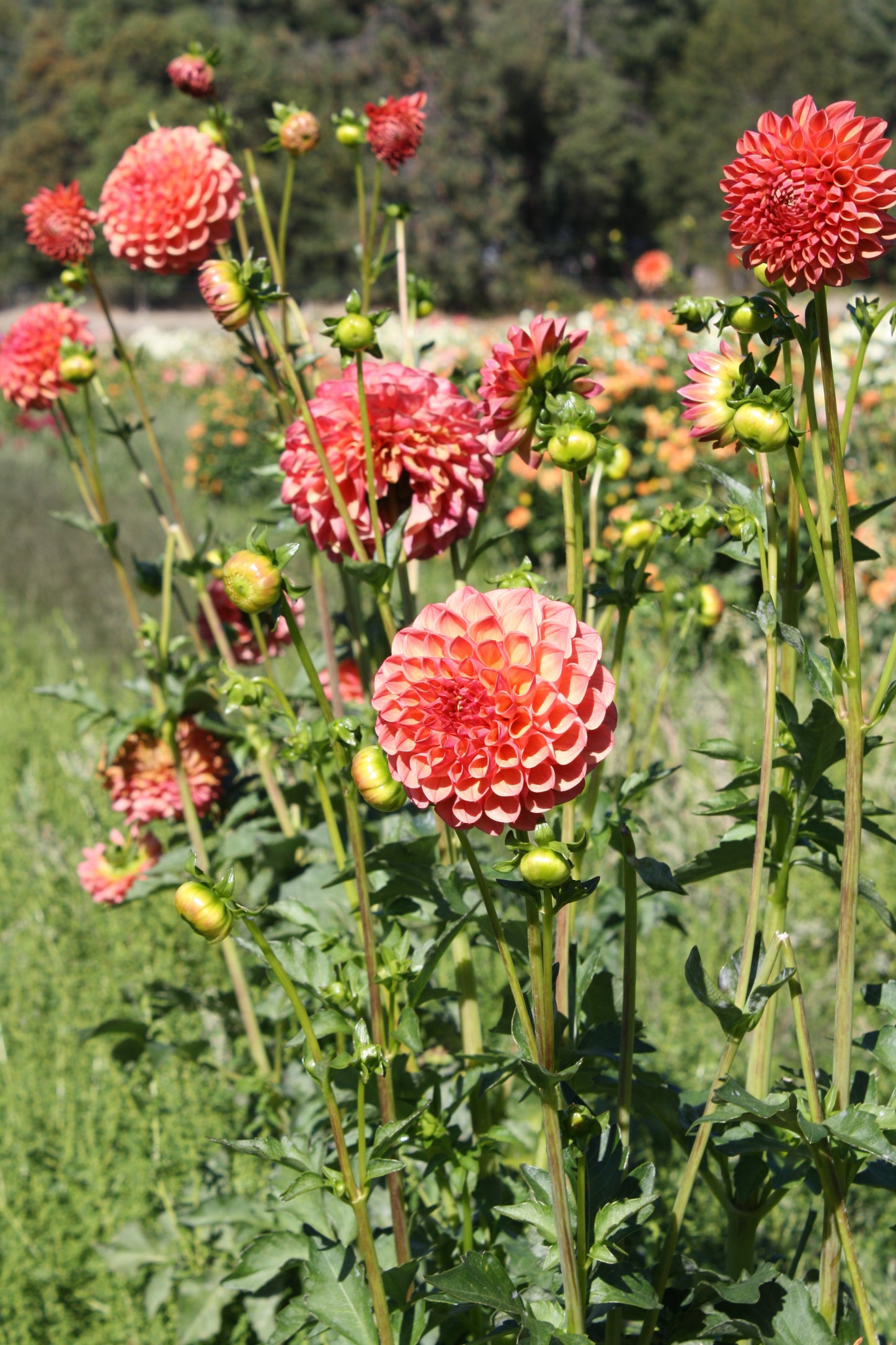 Robin Hood Dahlia Tuber