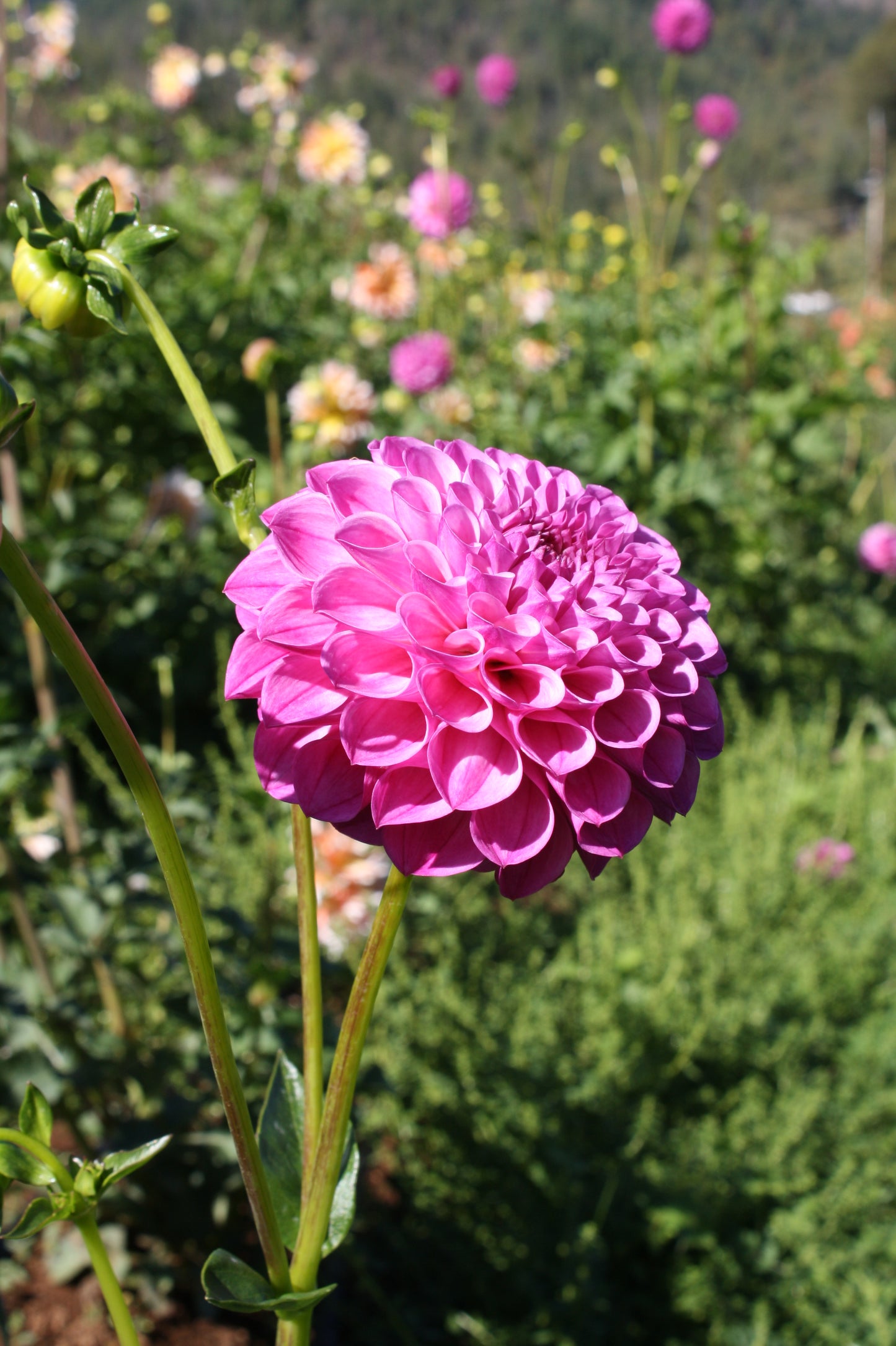Pink Robin Hood Dahlia Tuber