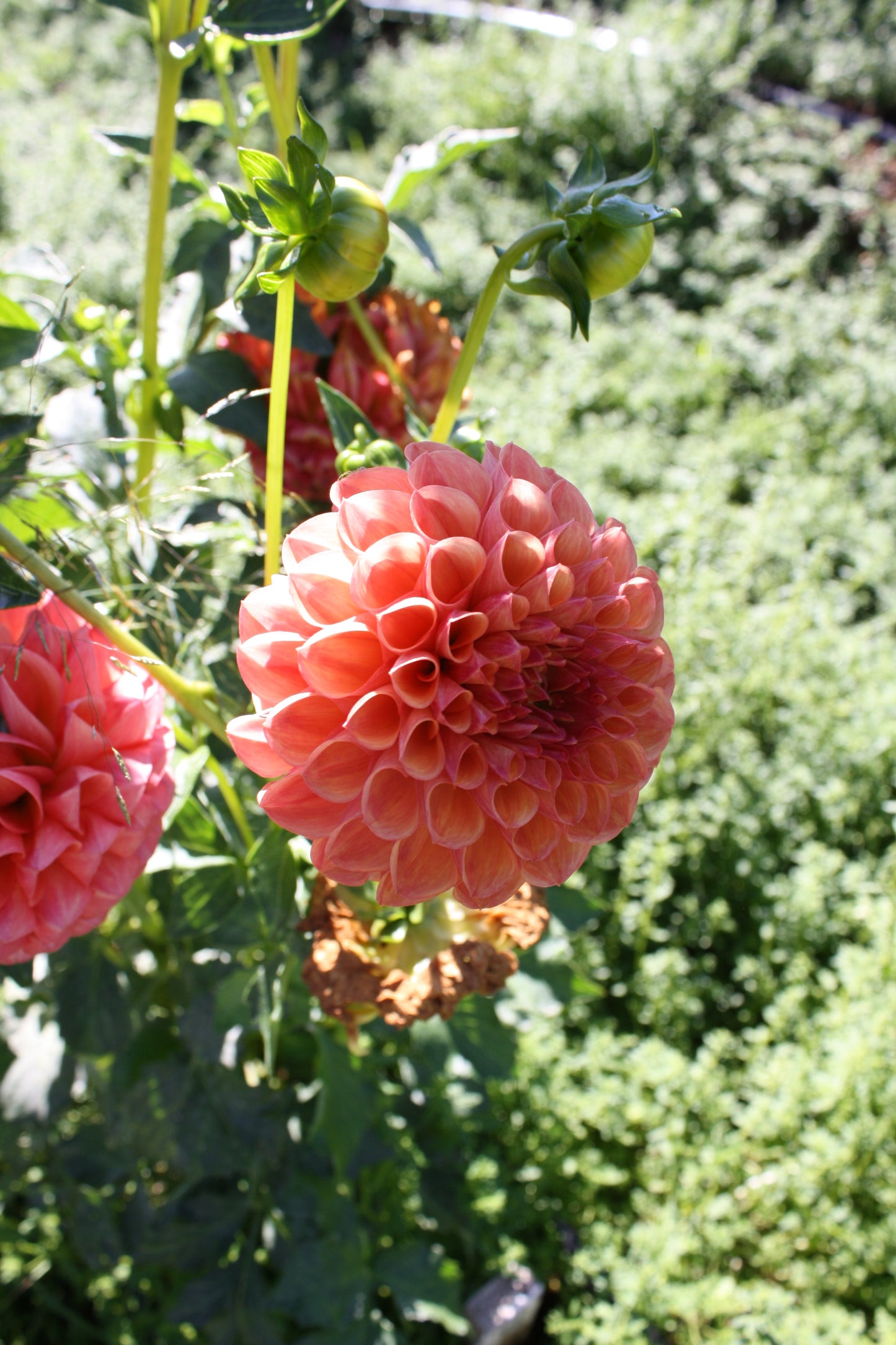 Robin Hood Dahlia Tuber