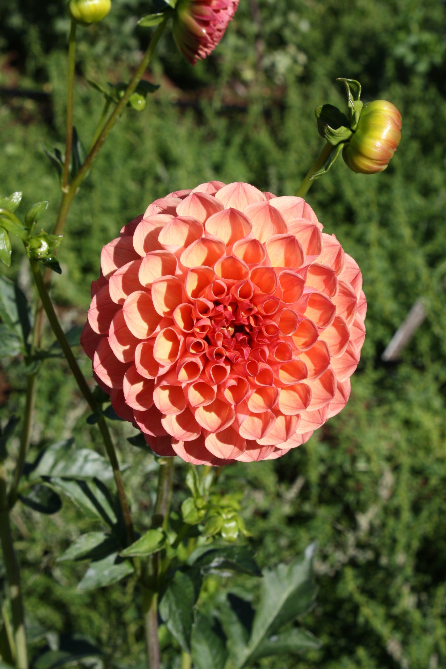 Robin Hood Dahlia Tuber