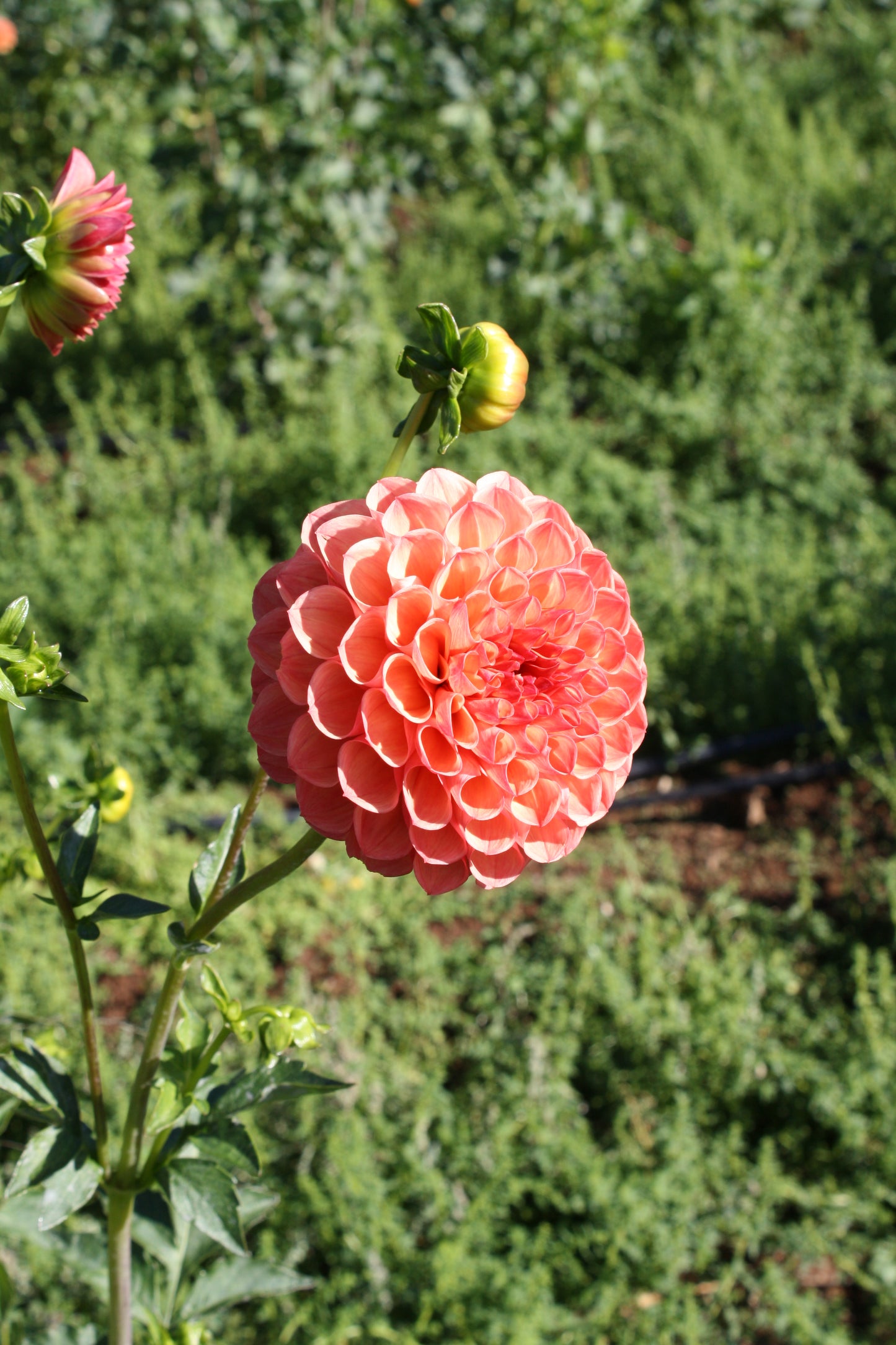 Robin Hood Dahlia Tuber