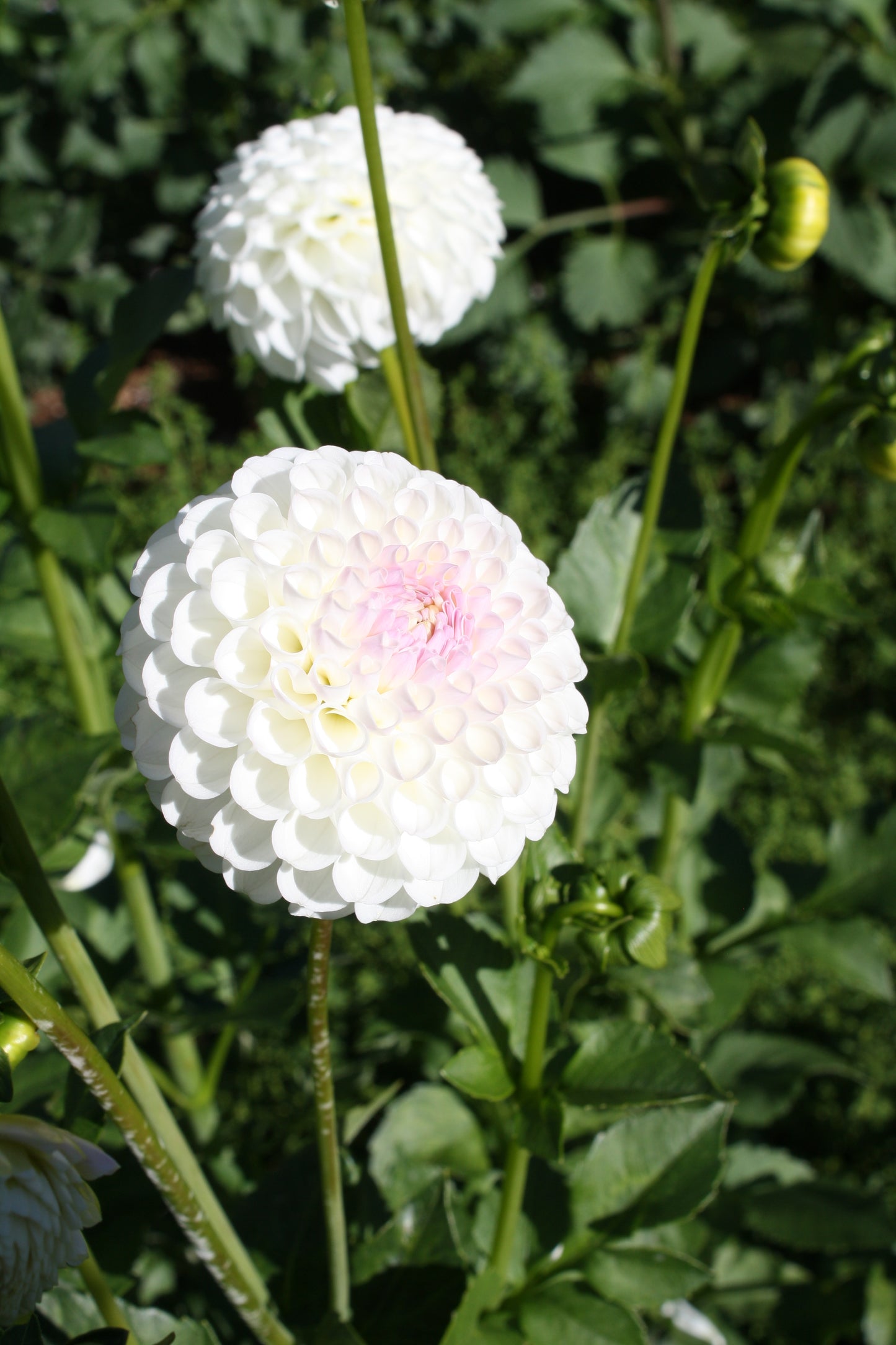 Hollyhill Miss White