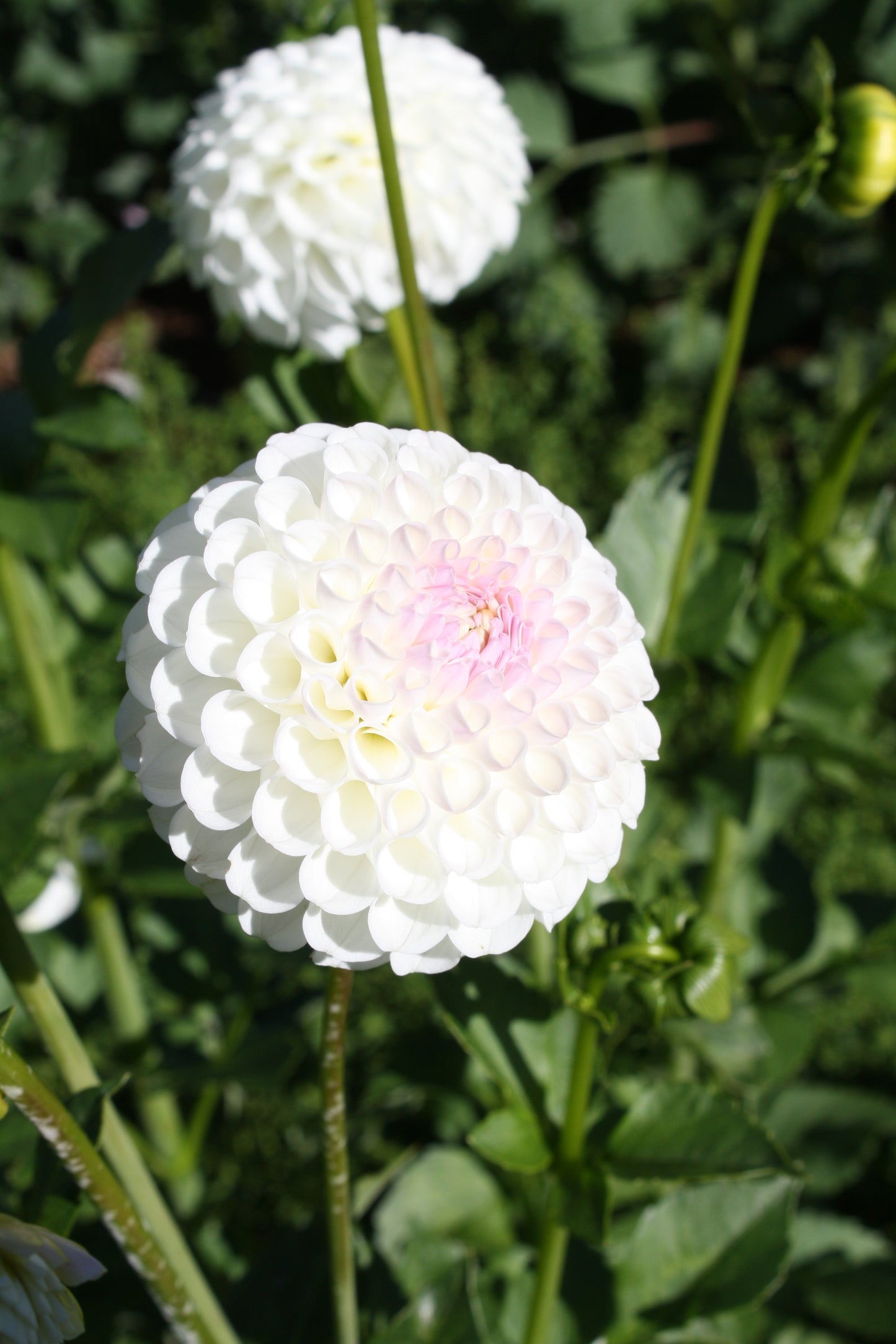 Hollyhill Miss White