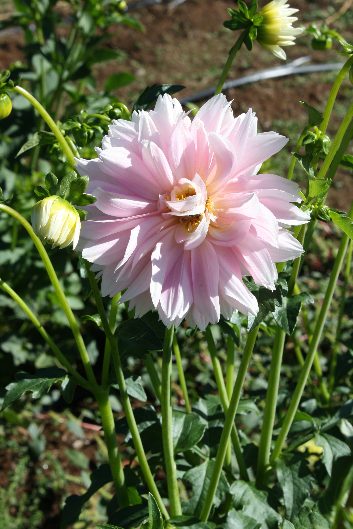 Chilson's Pride Dahlia Tuber