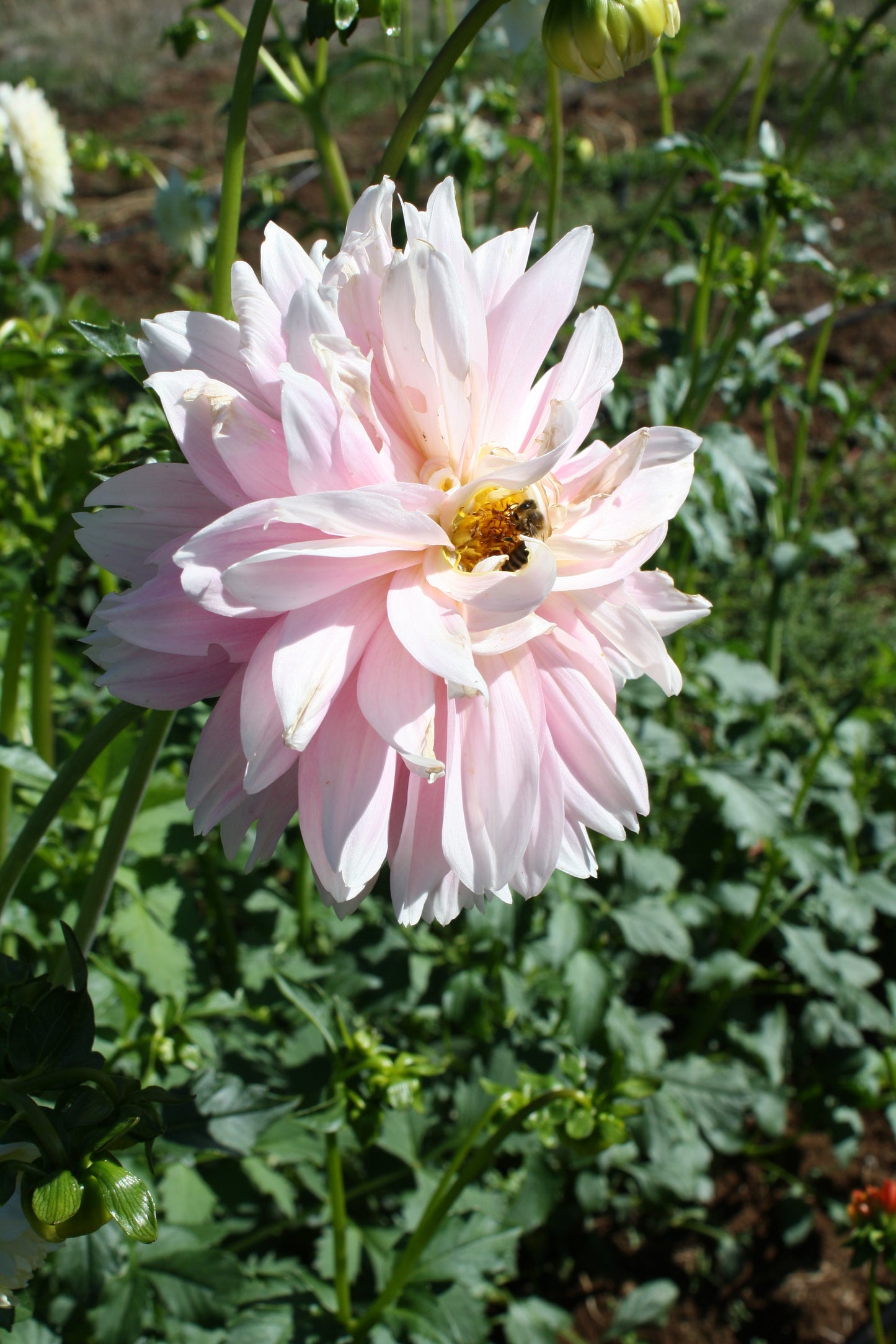 Chilson's Pride Dahlia Tuber