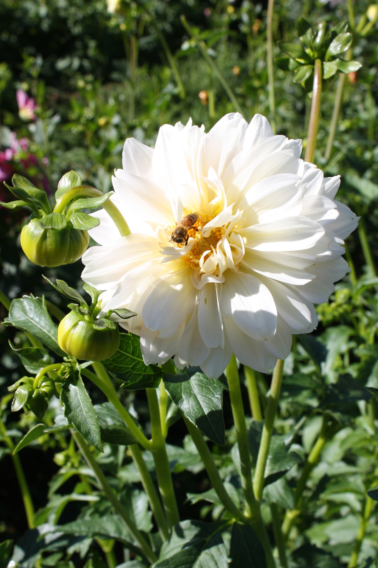 Chilson's Pride Dahlia Tuber