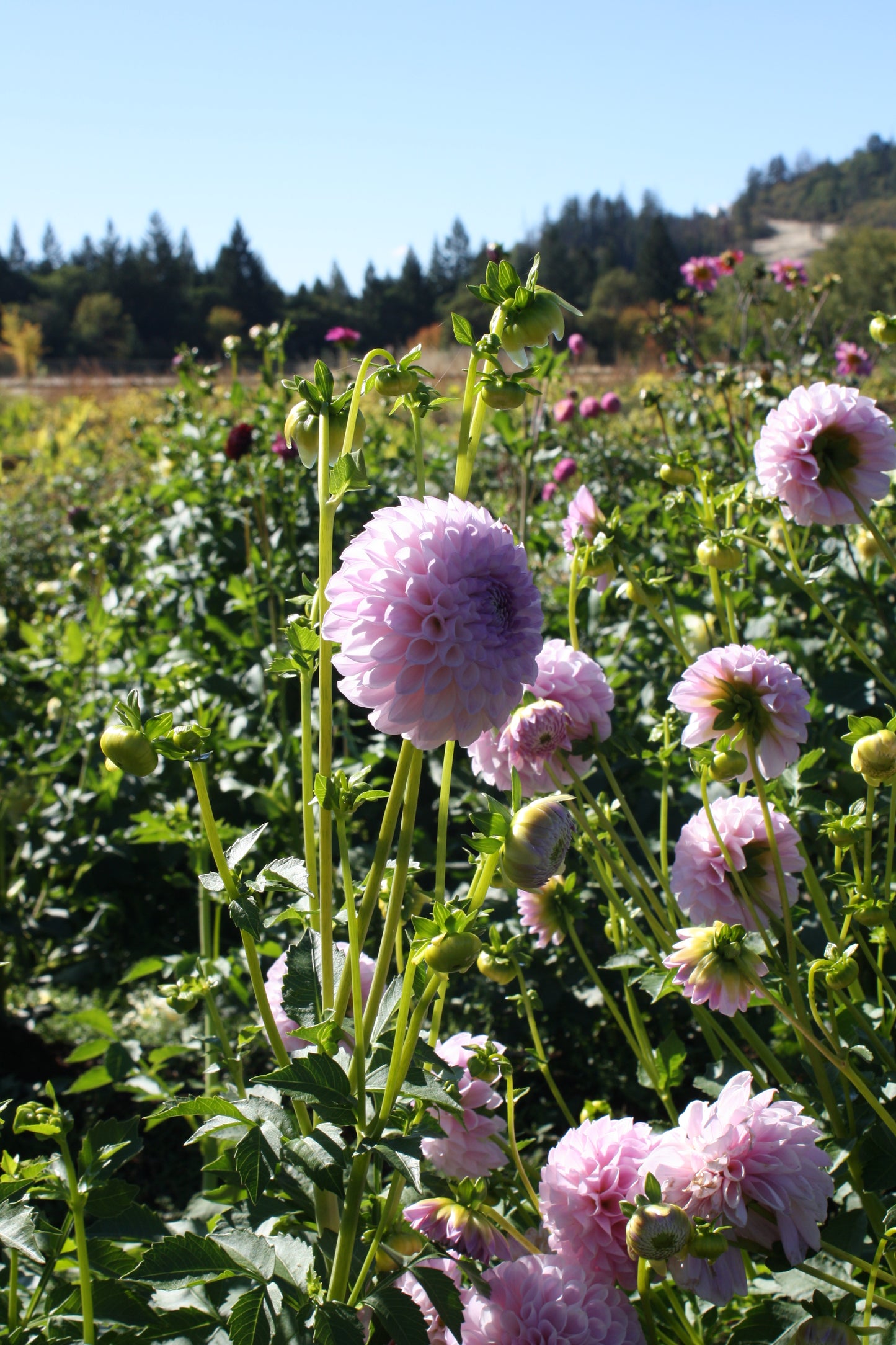 Megan Dean Dahlia Tuber