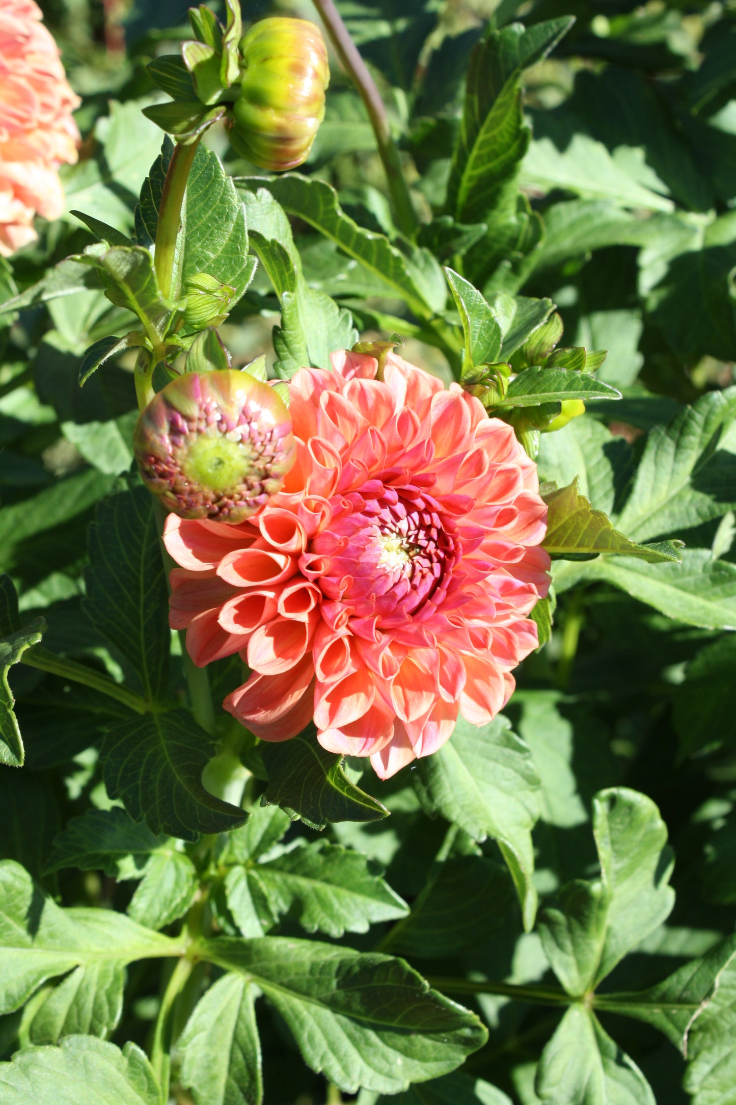 Chewy Dahlia Tuber