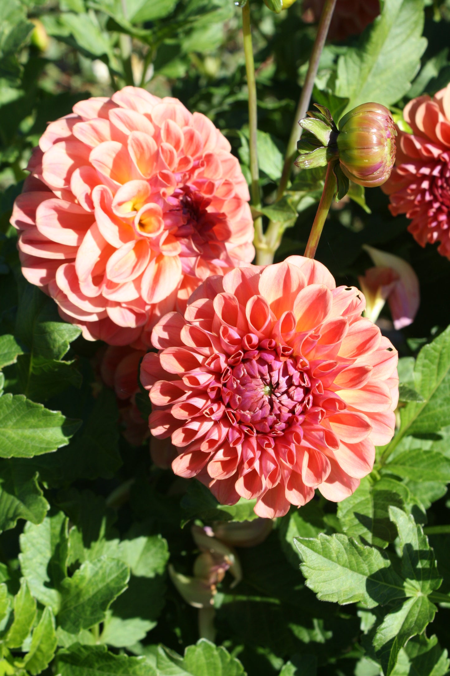 Chewy Dahlia Tuber