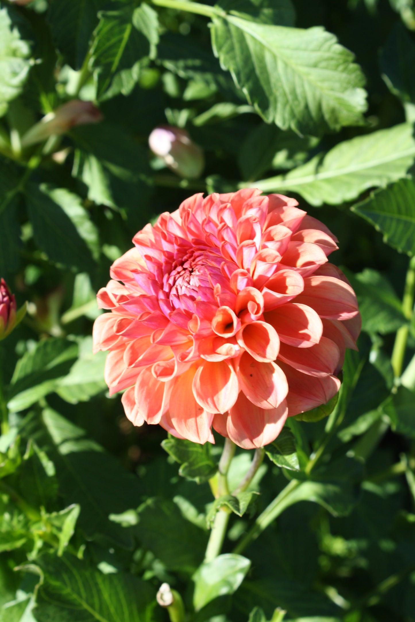 Chewy Dahlia Tuber